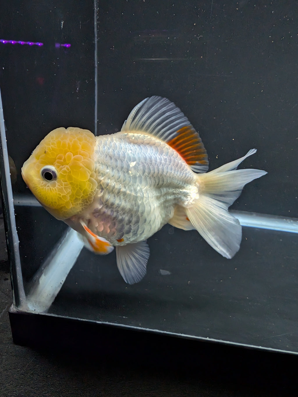 Jumbo Oranda Yuan Bao / Shogun Lemon Head Red White   4.5"-5"in. ID#1016YB13A-011