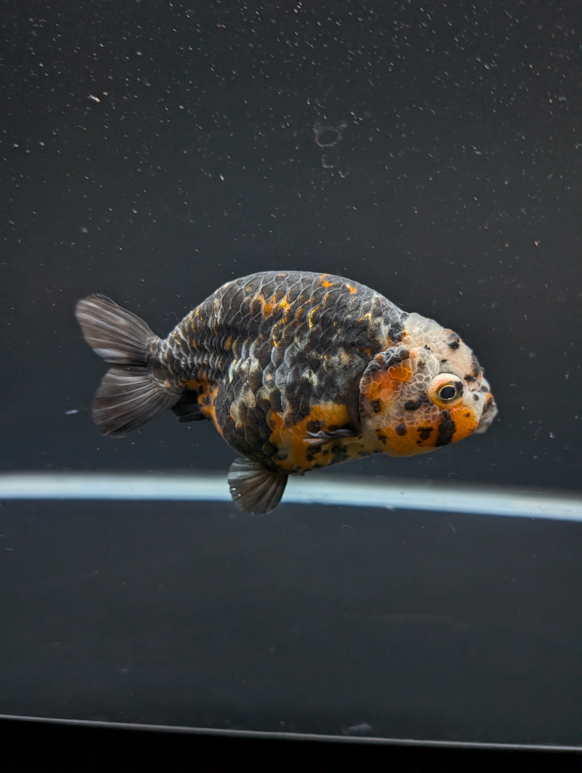 Jumbo Ranchu Kirin Calico 4"-4.5" in. ID#918R8A-074