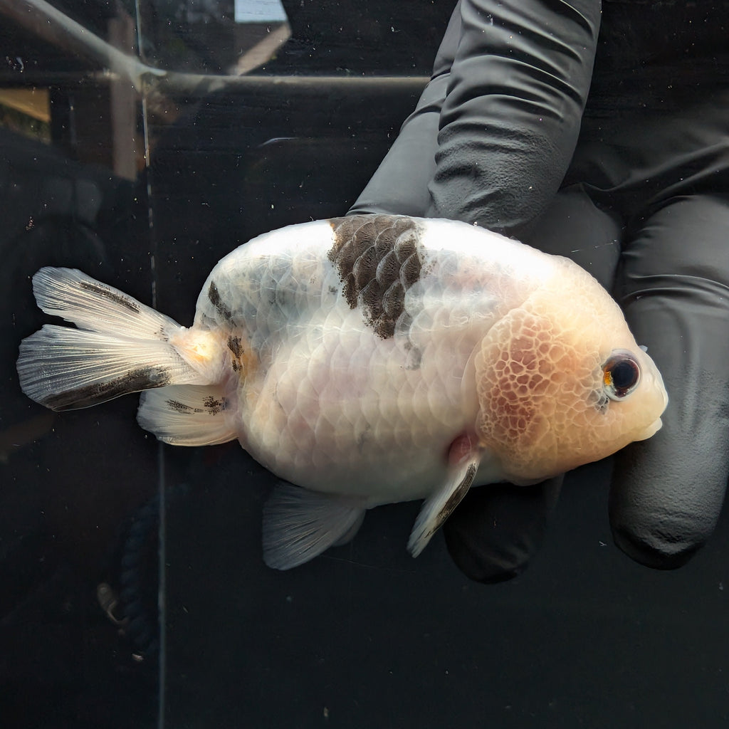 Jumbo Ranchu Calico 3.5"- 4" in. ID#717R8A-003