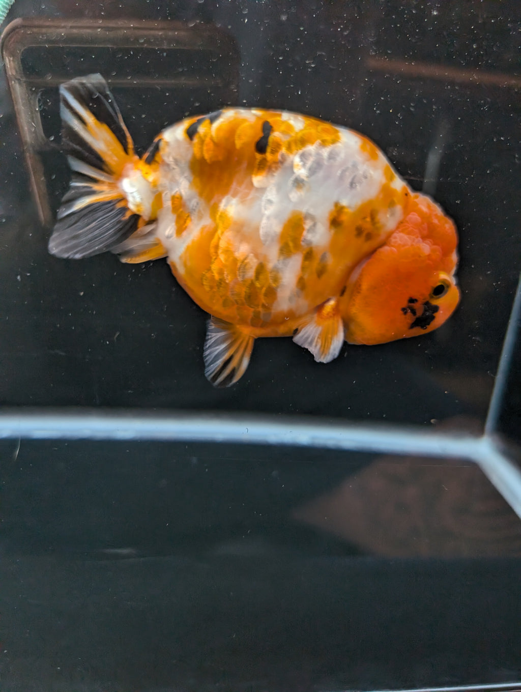 Jumbo Ranchu Sakura Calico 4.5"-5" in. ID#814R8A-026