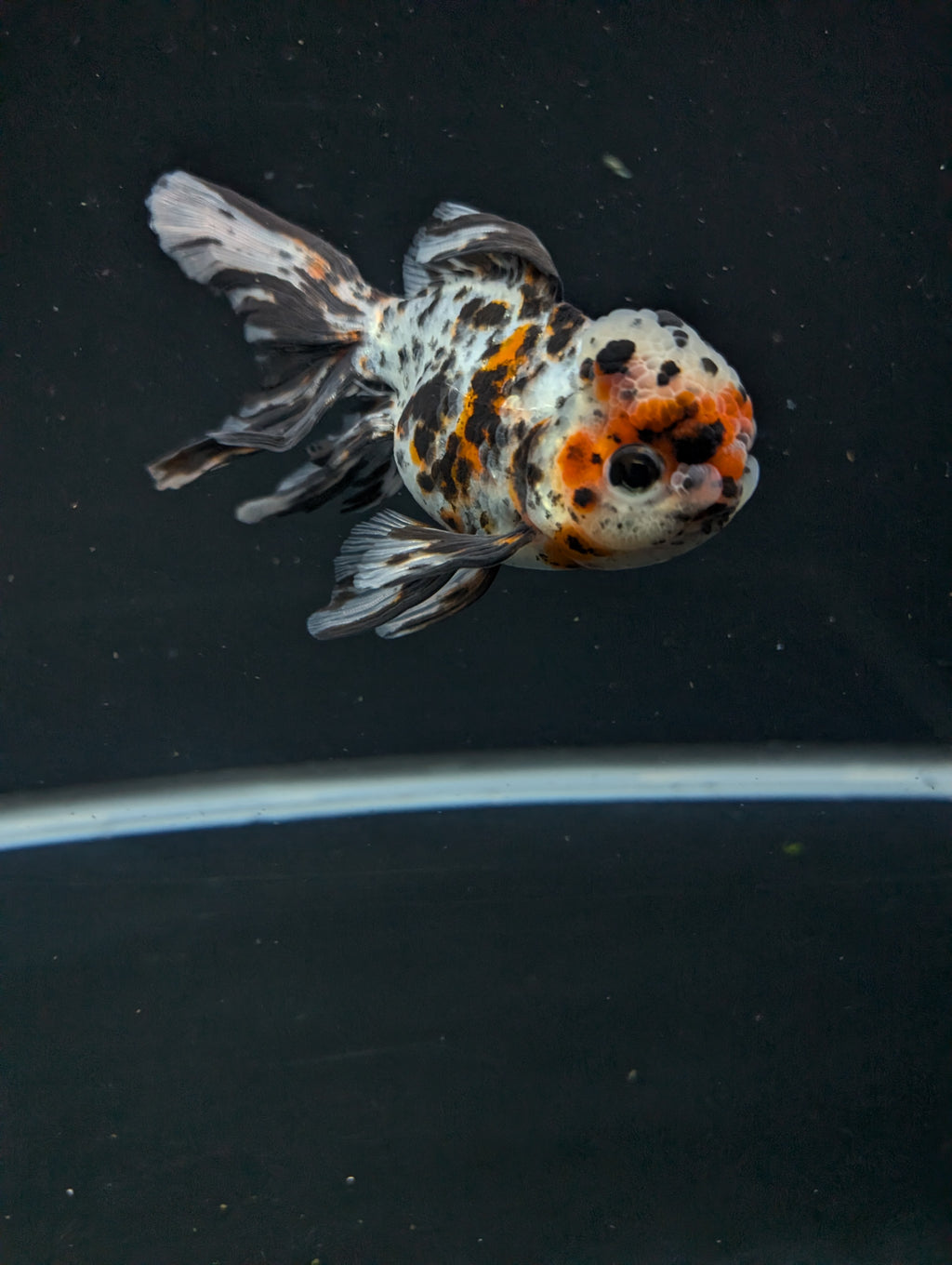 Calico Oranda 5"in. ID#821LB2A-63