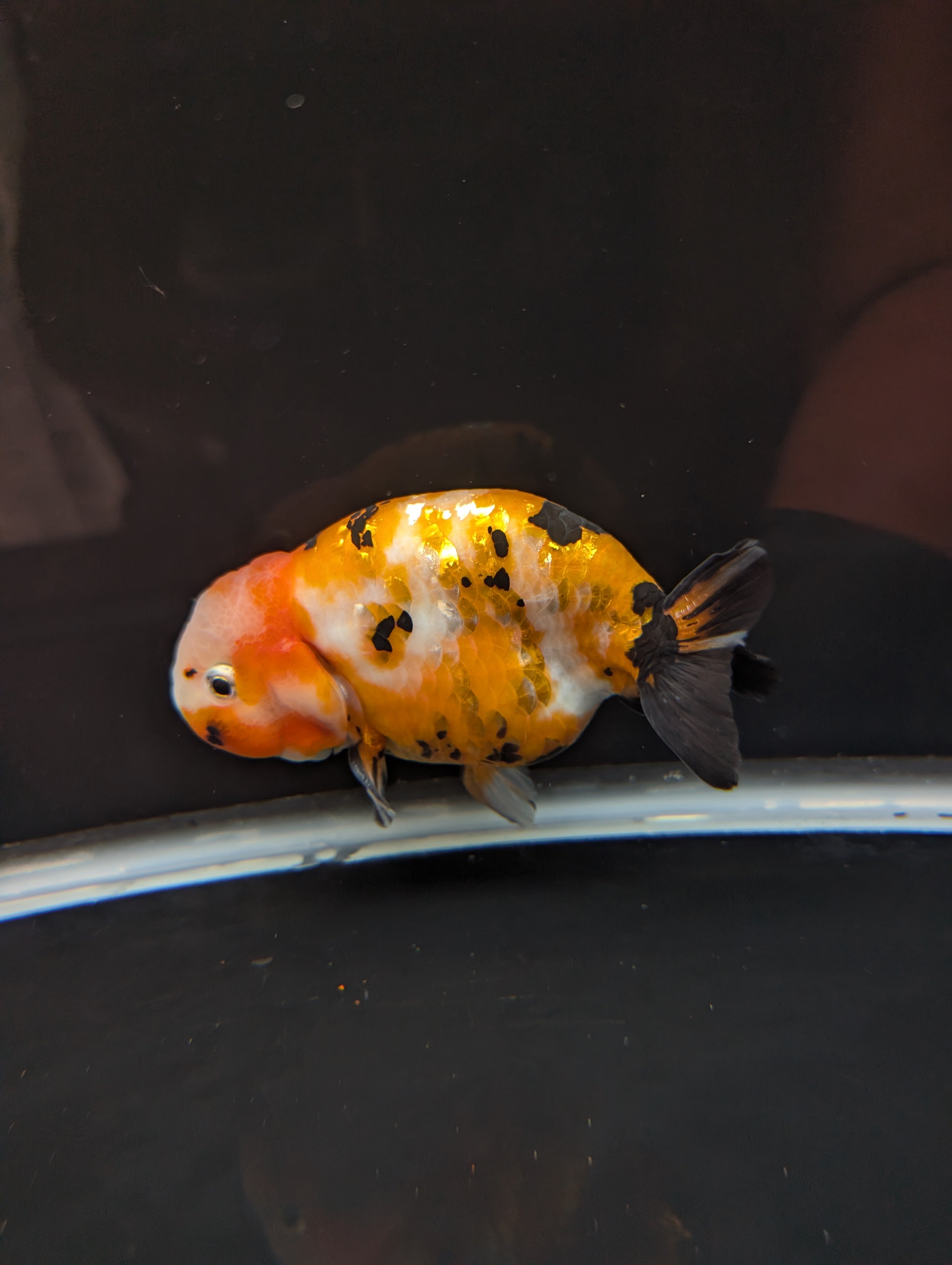Jumbo Ranchu Calico 4.5"-5" in. ID#821R8A-032