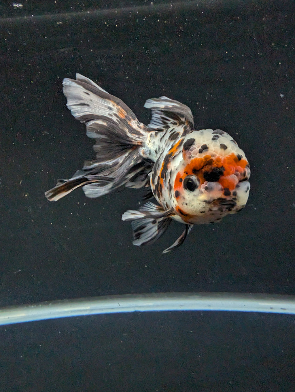 Calico Oranda 5"in. ID#821LB2A-63