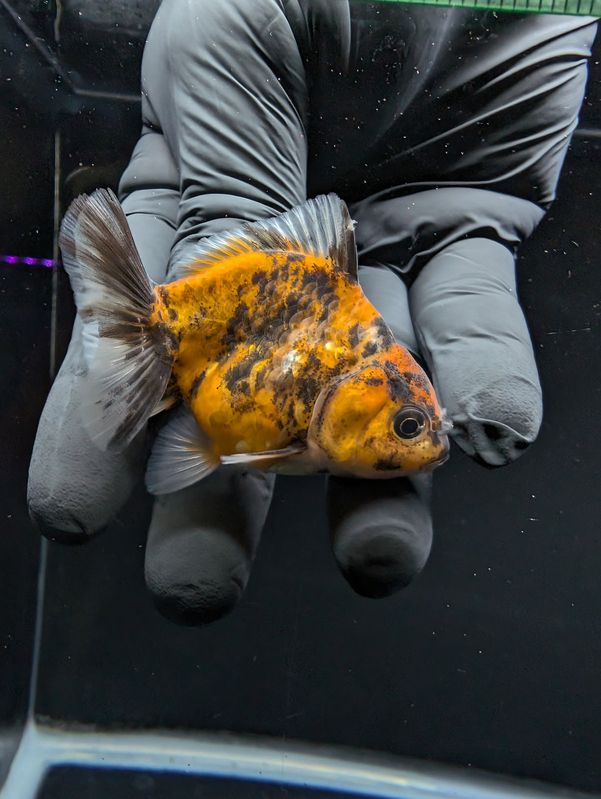 Baby Thai Shogun Oranda Tiger Calico 2"-2.5" in. ID#1016BSG11A-003