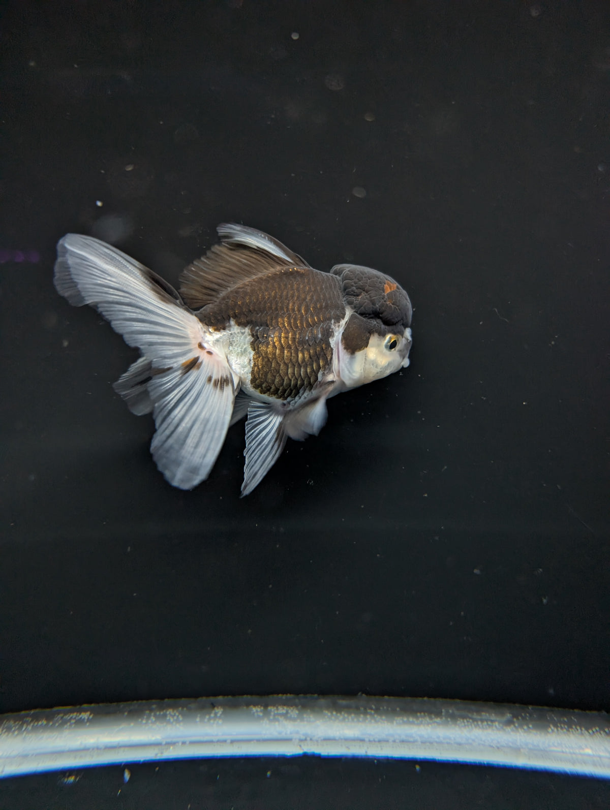 Thai Oranda Panda 4"-4.5"in.  ID#1023T1A-024