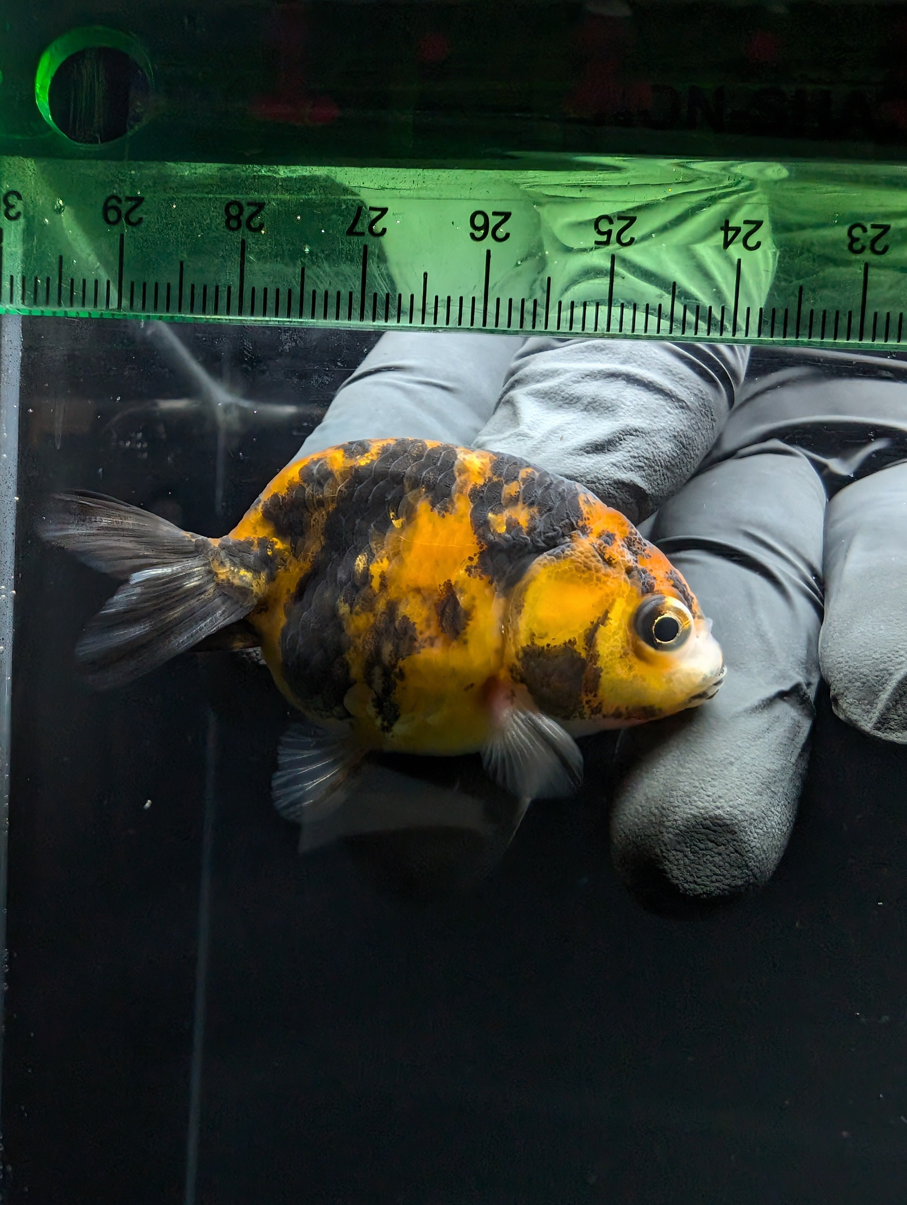 Ranchu Calico 2.5"-3" in. ID#717R4A-011