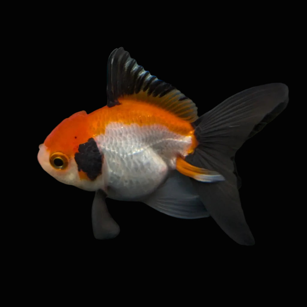 Juvenile Thai Oranda Tricolor 3"in.  ID#814T1A-009
