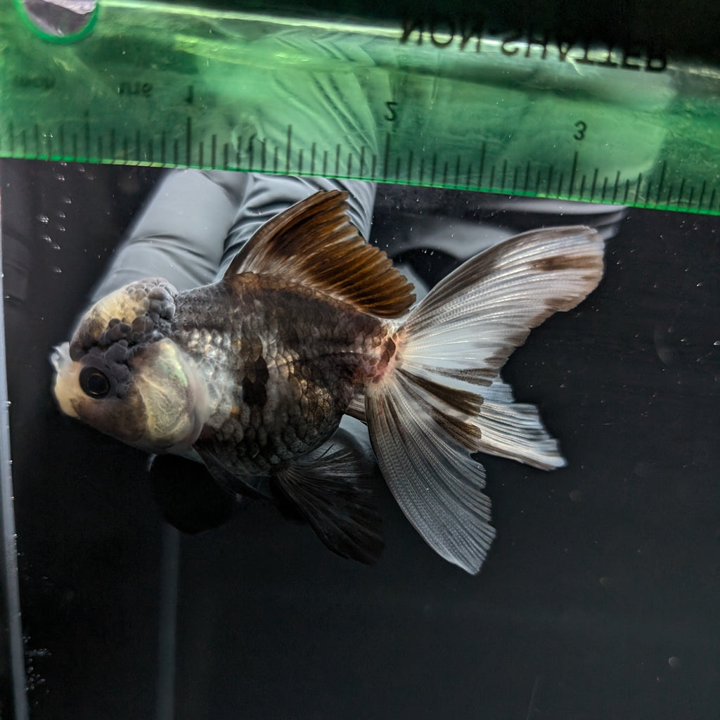 Juvenile Thai Oranda Panda 3"in.  ID#821T1A-023