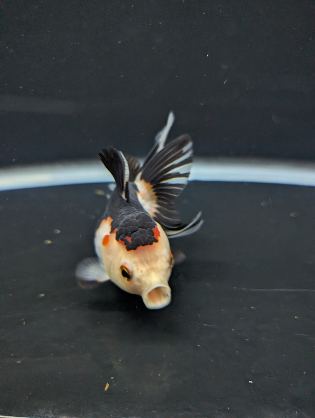 Juvenile Thai Oranda Tricolor Panda 3.5"in.  ID#821T1A-024