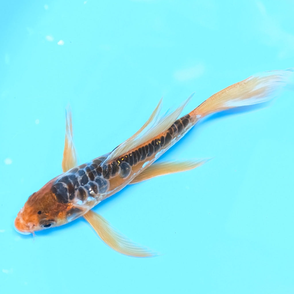 Aragoke Ochiba Butterfly Koi  5"-6" in. ID#727BFK-008
