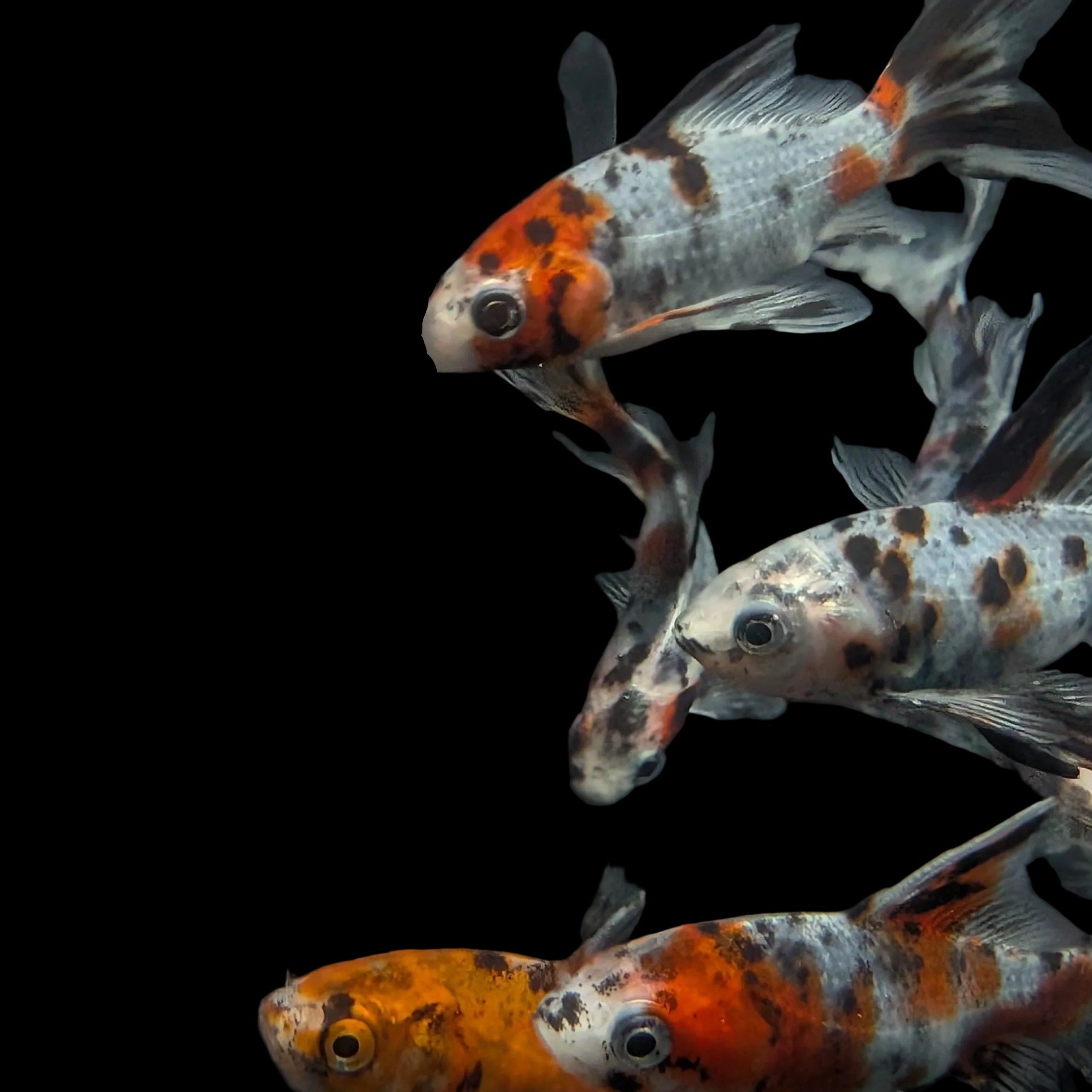 Single - Juvenile Long Tail Shubunkin Calico *Assorted 3.5"-4" in.