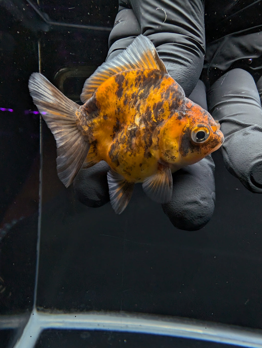 Baby Thai Shogun Oranda Tiger Calico 2"-2.5" in. ID#1016BSG11A-005