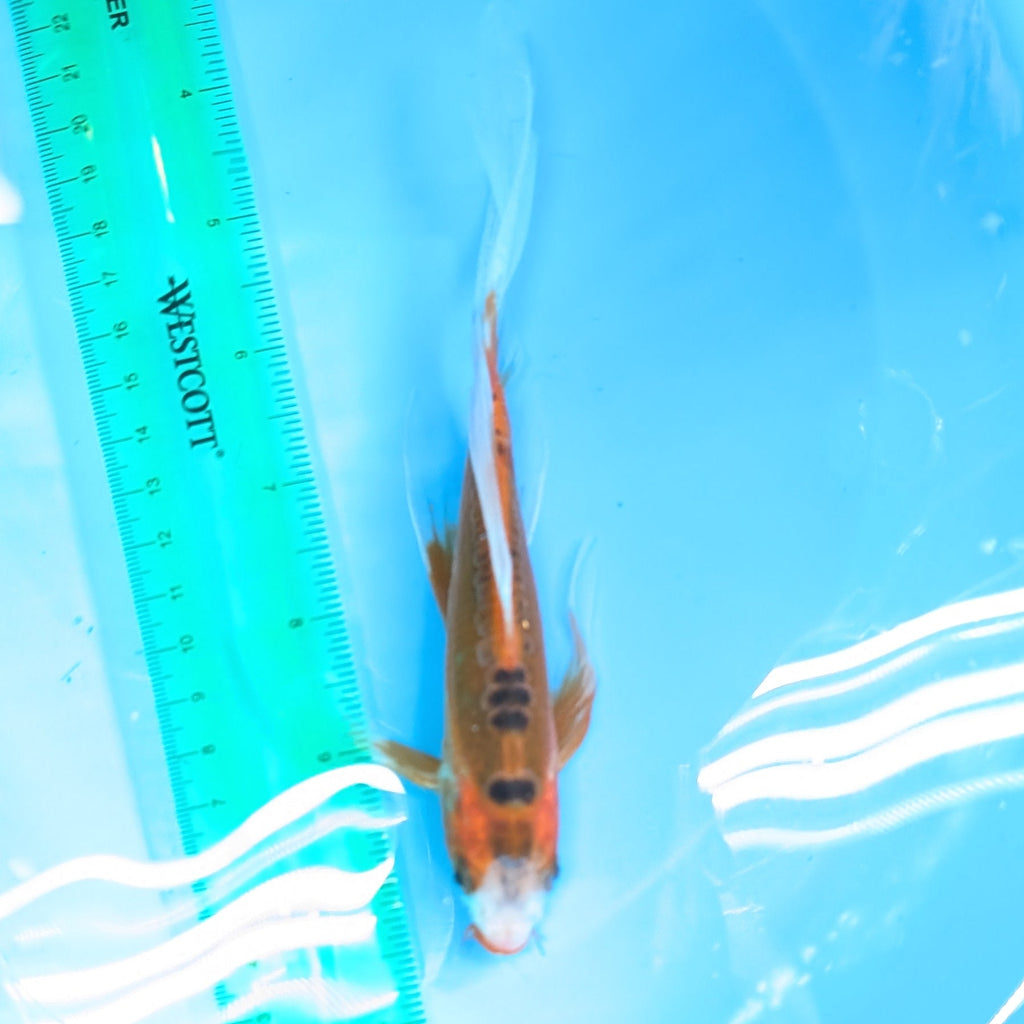 Shusui Butterfly Koi  6"-7" in. ID#727BFK-001