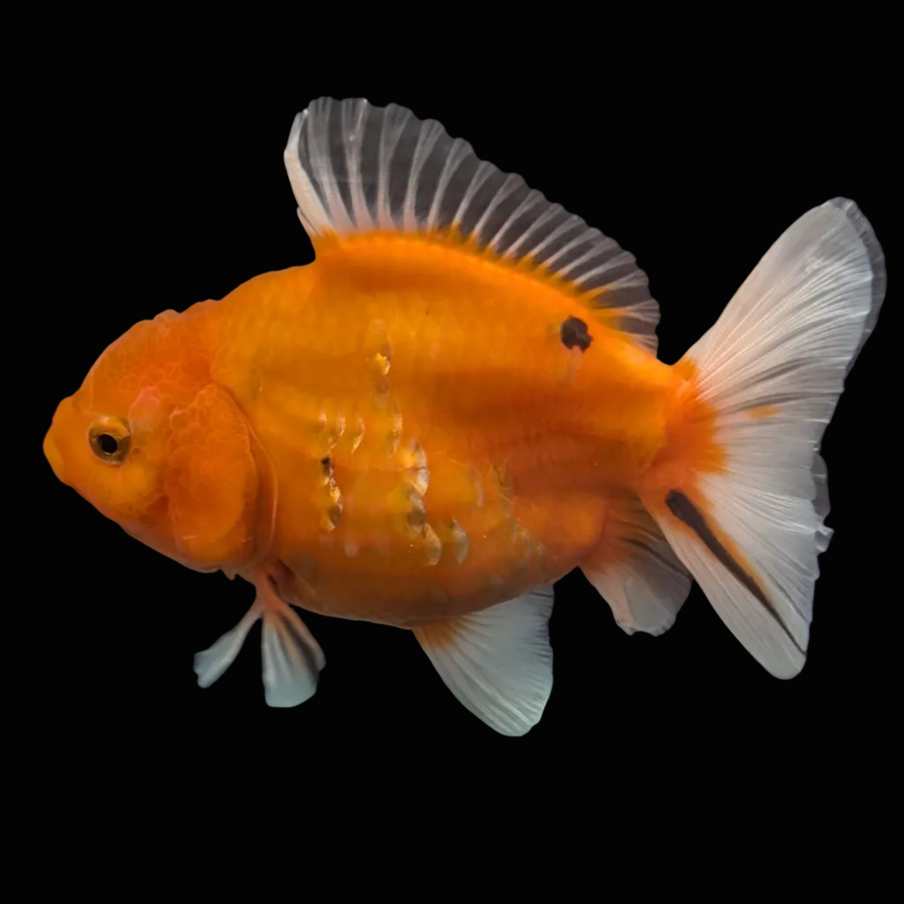 Jumbo Oranda Yuan Bao Sakura   4"-4.5"in. ID#807SB13A-006 Please See Notes.