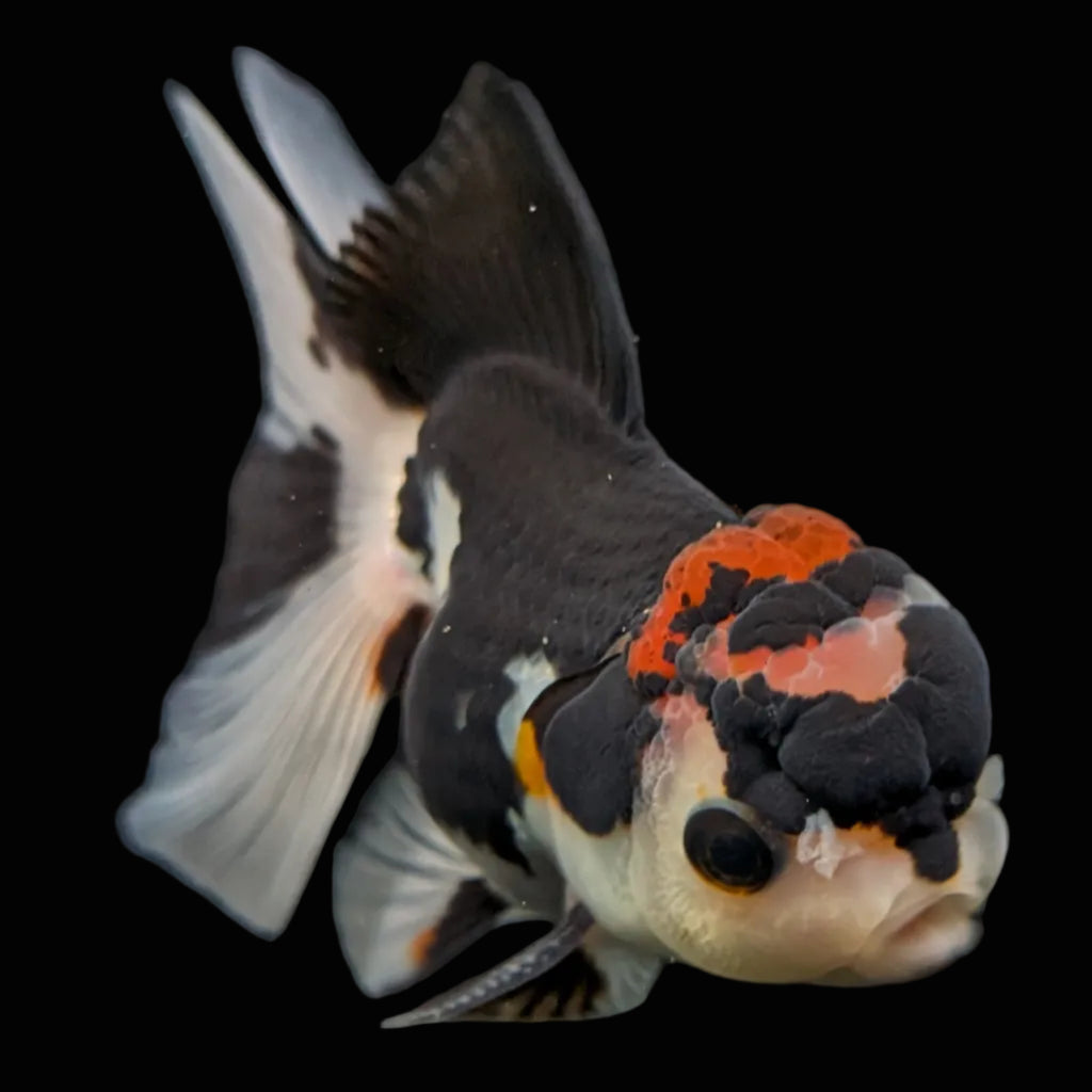 Thai Juvenile Oranda Tricolor 3.5"-4"in.  ID#731T1A-053