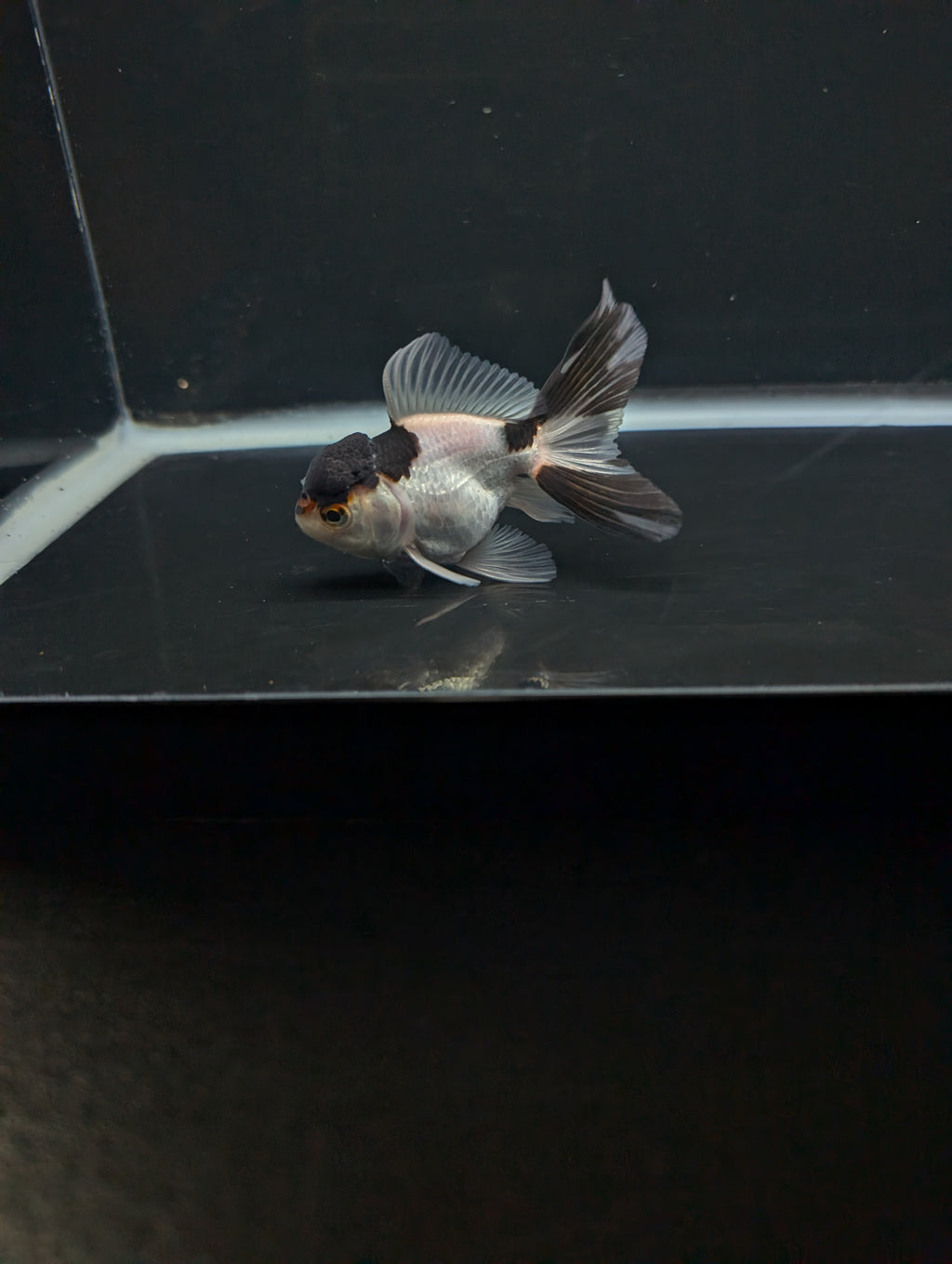 Juvenile Thai Oranda Panda 3"in.  ID#821T1A-022