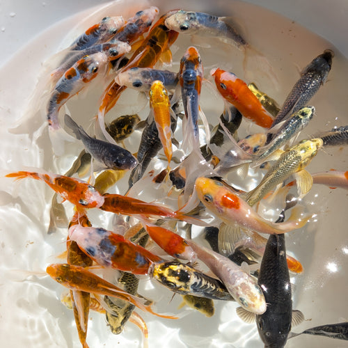 2Pack - Baby Butterfly Koi Mix Color  3"-4" in.  *Assorted
