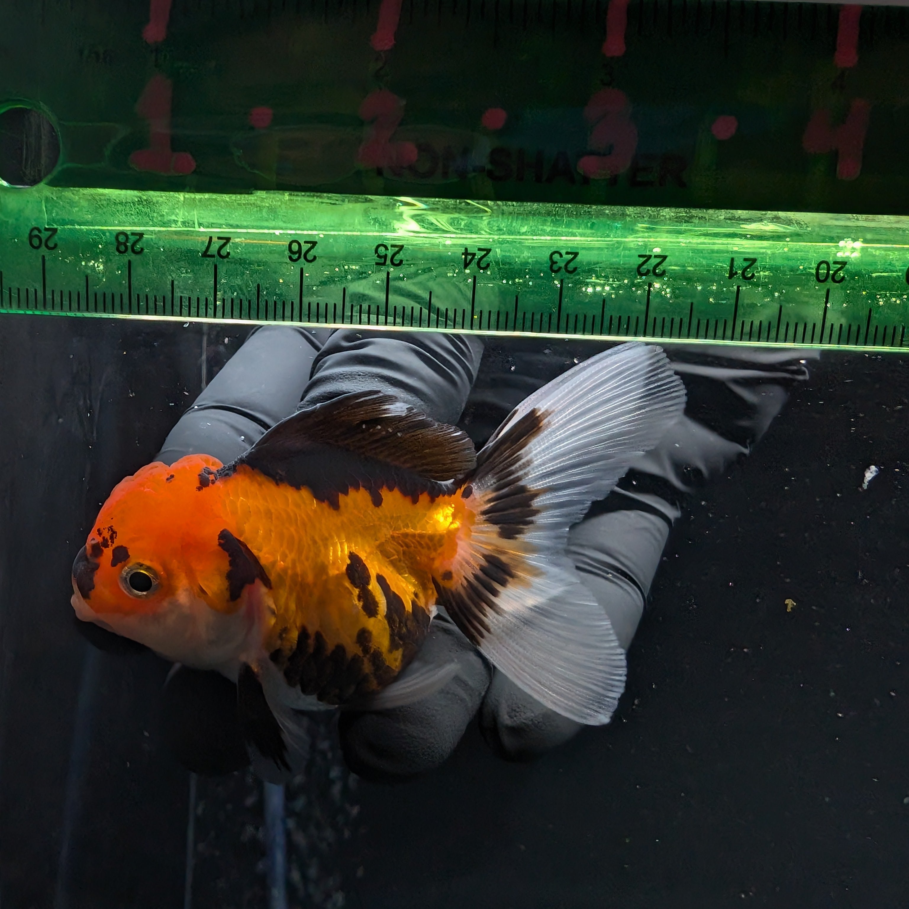 Thai Juvenile Oranda Tricolor 3"-3.5" in.  ID#626T1A-008