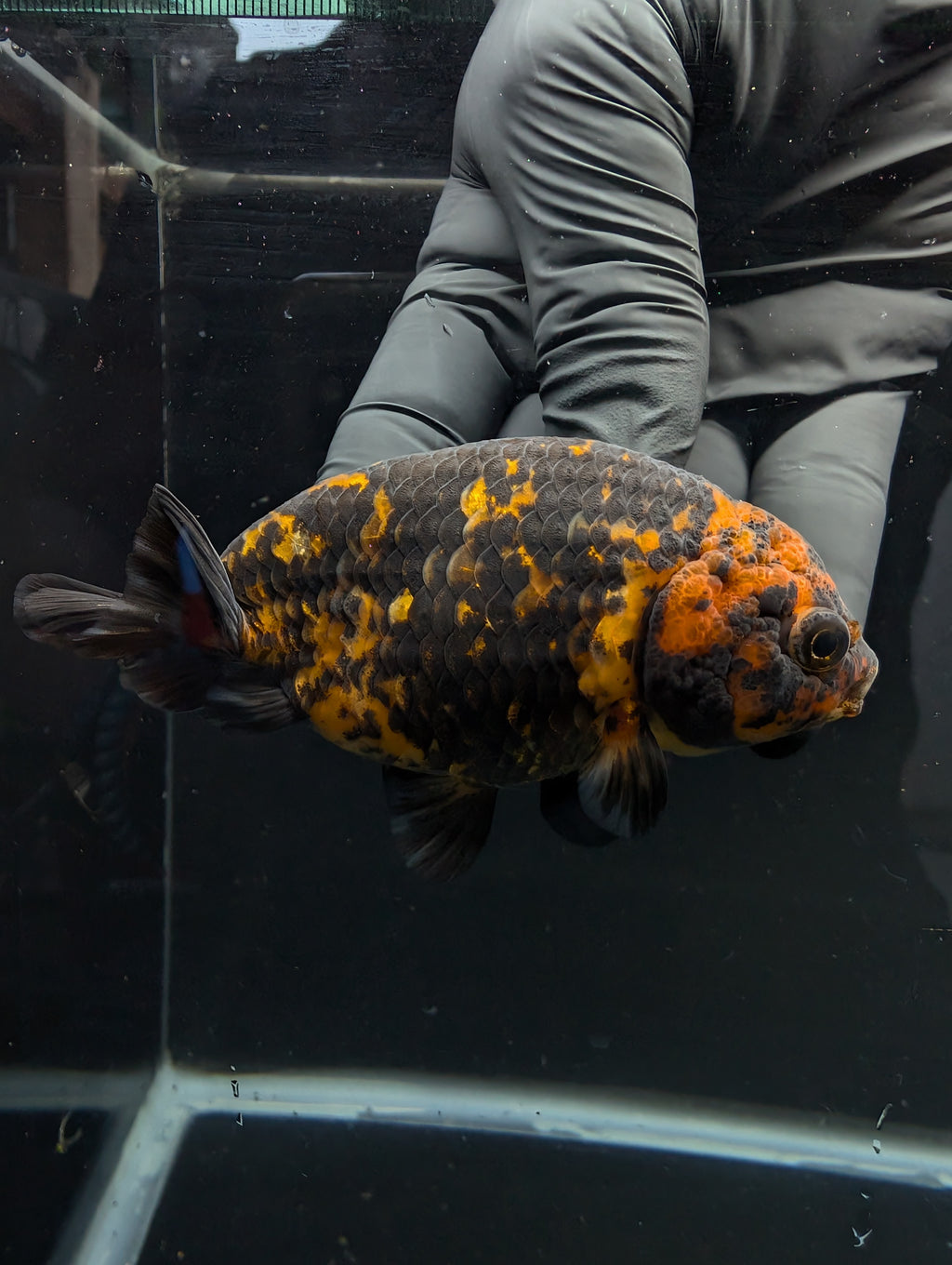 Jumbo Ranchu Calico 3.5"- 4" in. ID#717R8A-005