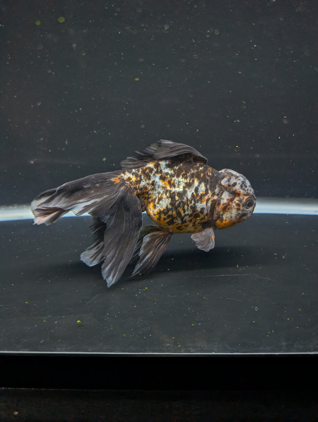 Calico Oranda 5.5"- 6"in. ID#821LB2A-64