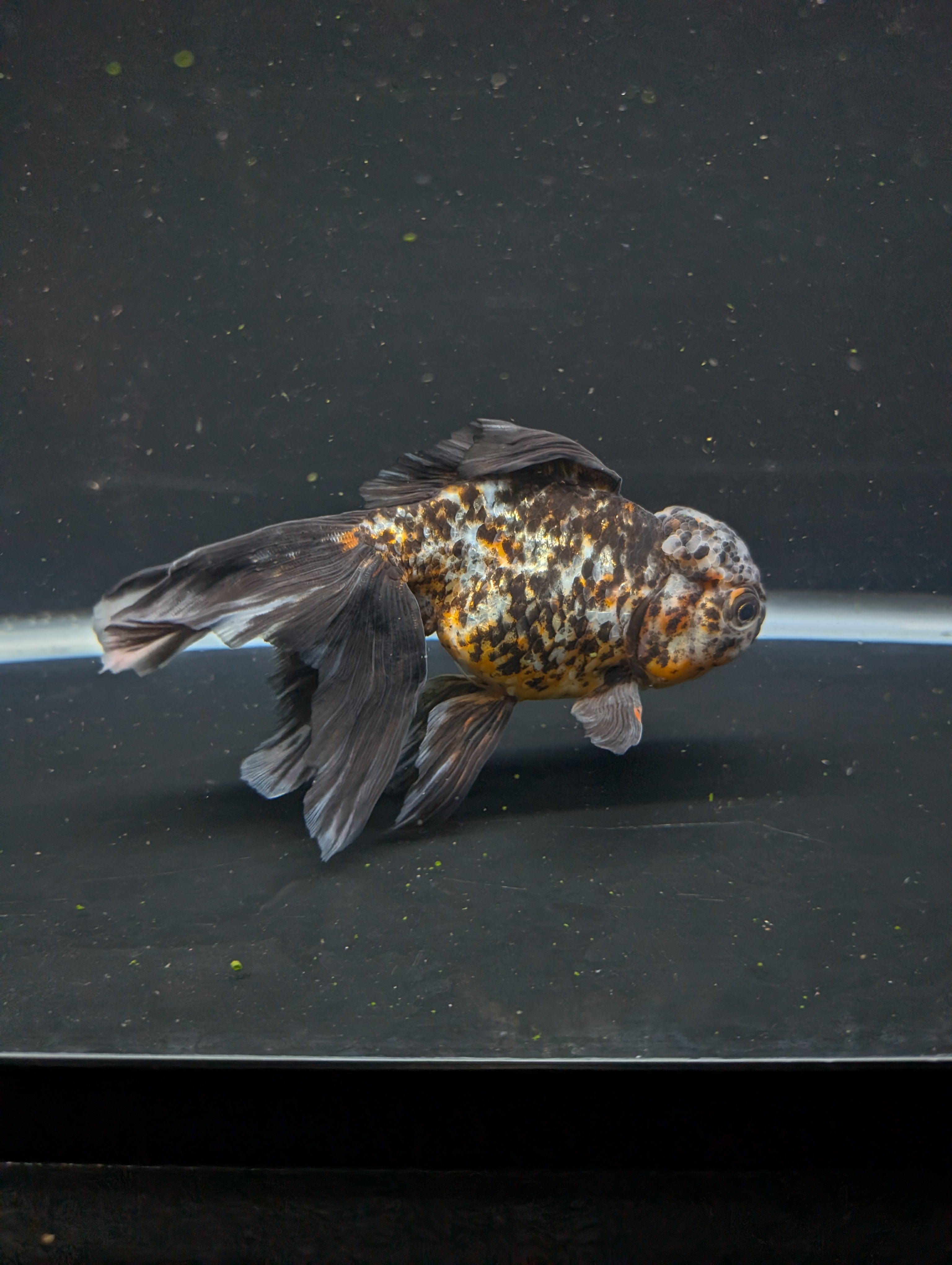 Calico Oranda 5.5"- 6"in. ID#821LB2A-64