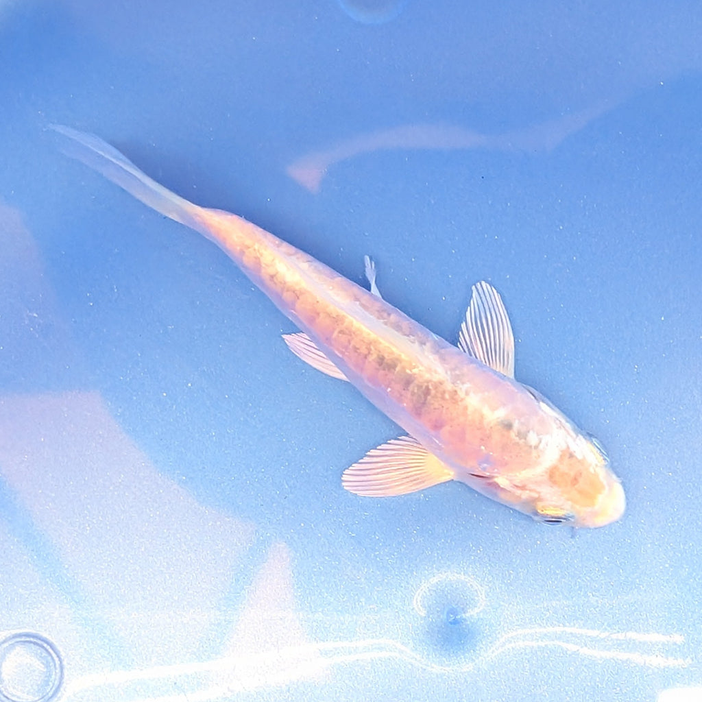 Doitsu Shiro Utsuri Koi  4"in. ID#806BFK-014