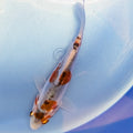 Shusui Koi  4"in. ID#806BFK-015