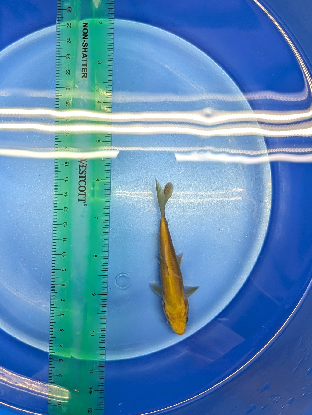 Doitsu Chagoi Koi  4"in. ID#806BFK-026