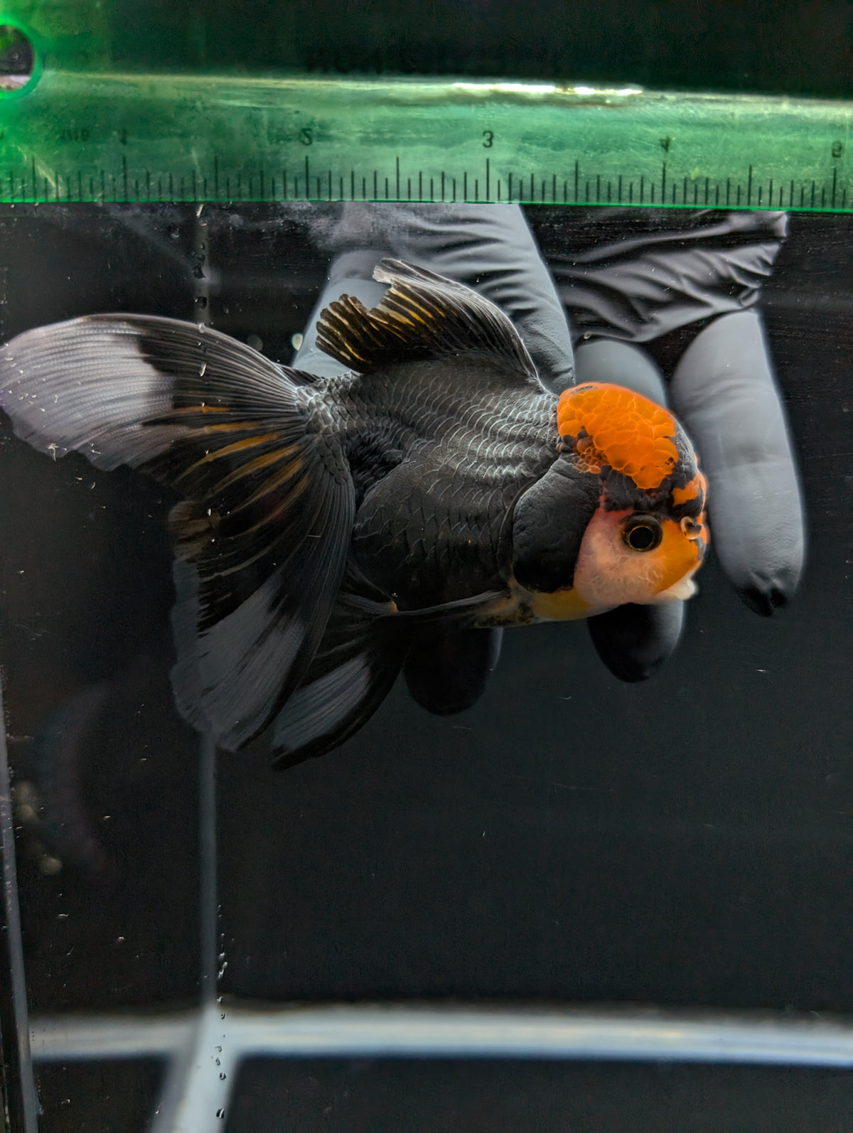 Thai Oranda Tricolor 4"-4.5"in.  ID#1023T1A-021
