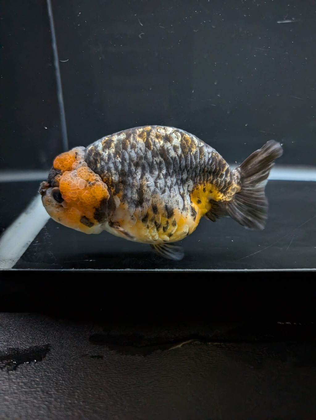 Jumbo Ranchu Kirin Calico 4.5"-5" in. ID#828R8A-051