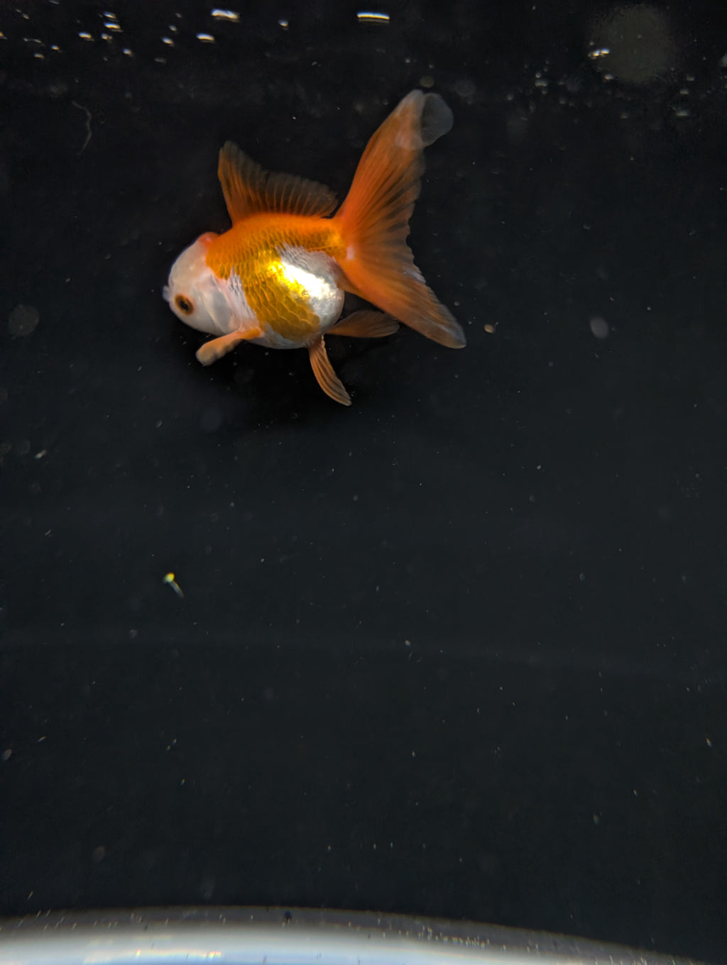 Juvenile Oranda  Red White 3"-3.5"in.  ID#619T1A-016