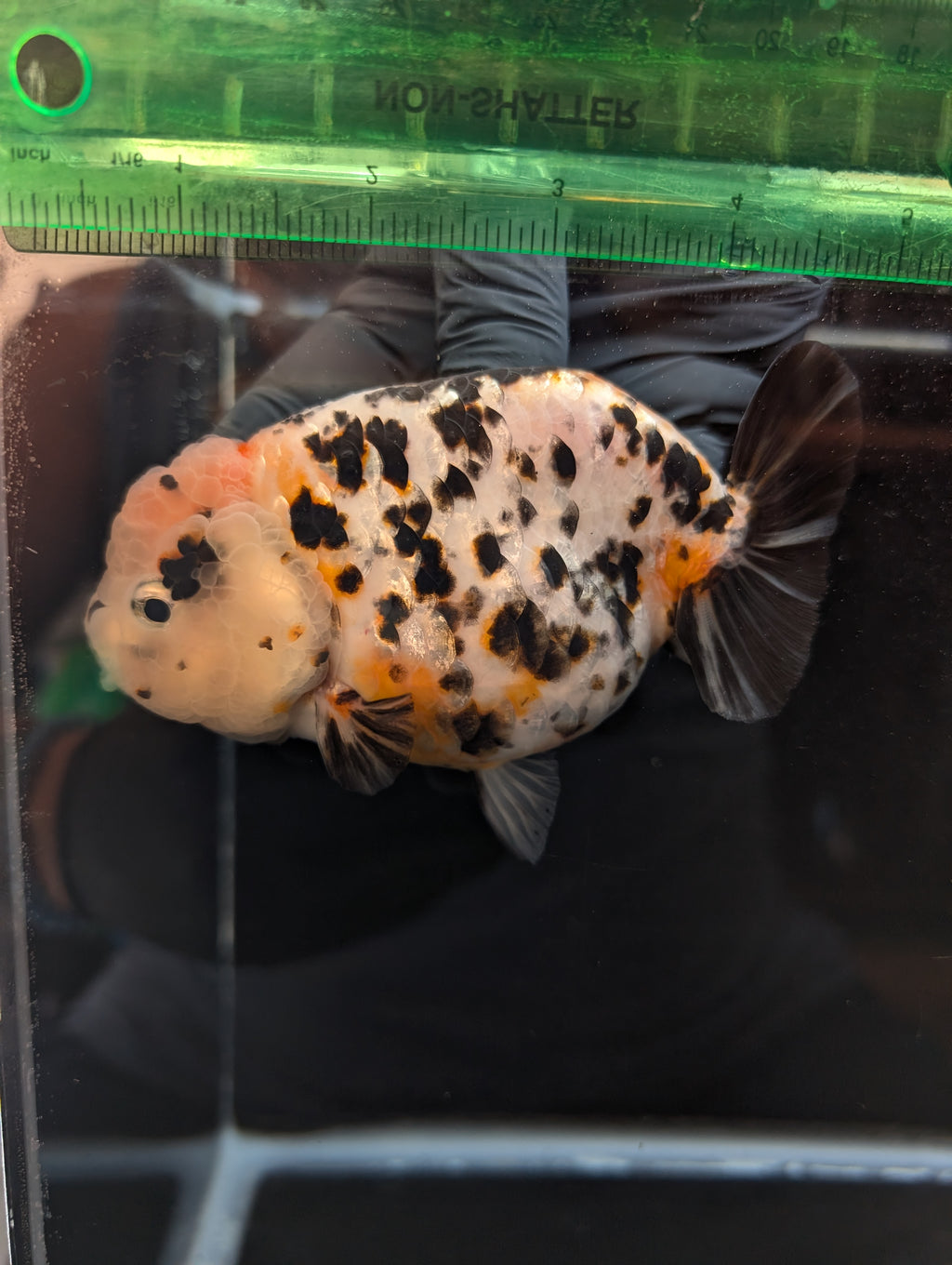 Jumbo Ranchu Milk Cow Calico 4.5"-5" in. ID#814R8A-021