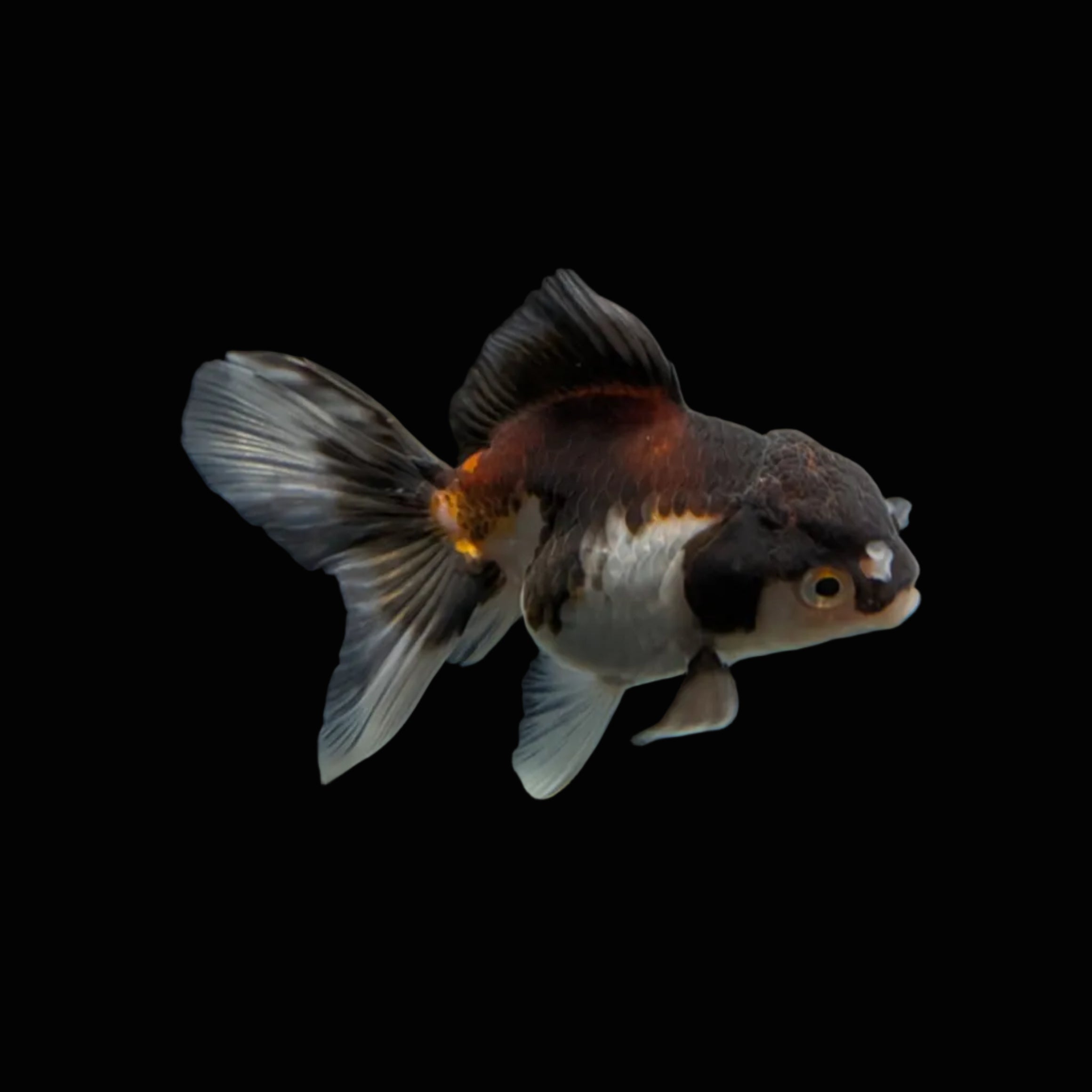 Juvenile Oranda Panda  3.5"-4" in.  ID#327T13b-040