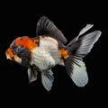 Juvenile Oranda Tricolor 3.5"-4" in.  ID#403T8A-001