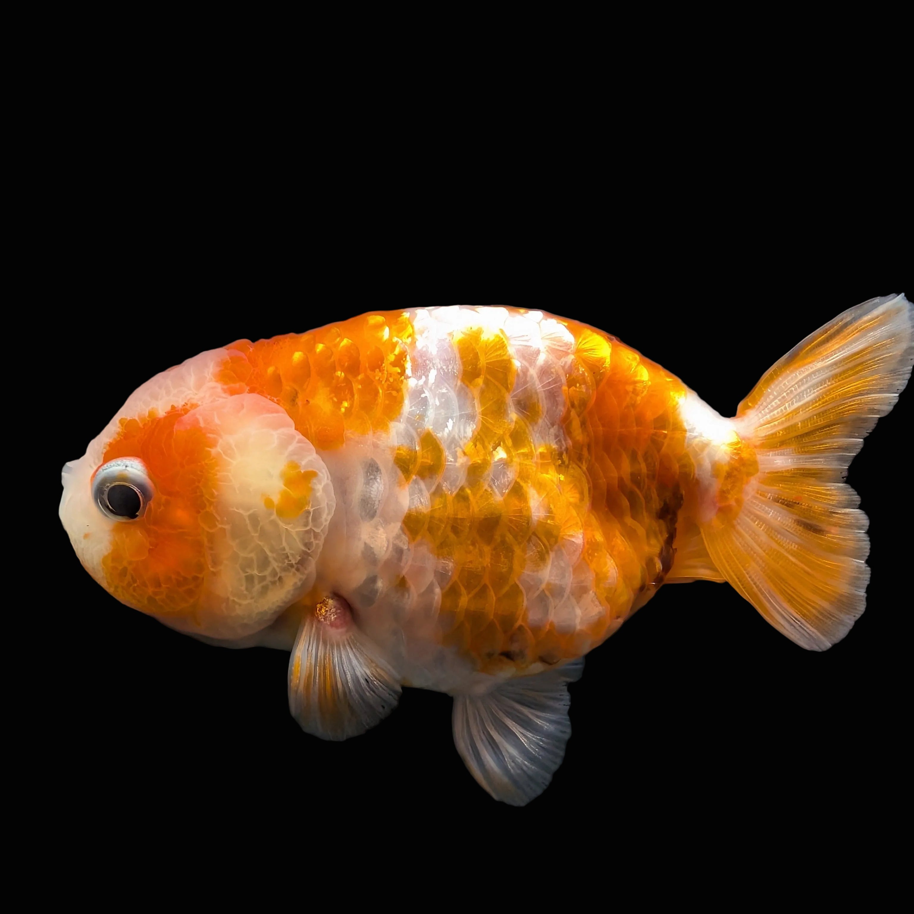 Jumbo Ranchu Sakura 3.5"- 4" in. ID#626R8A-004