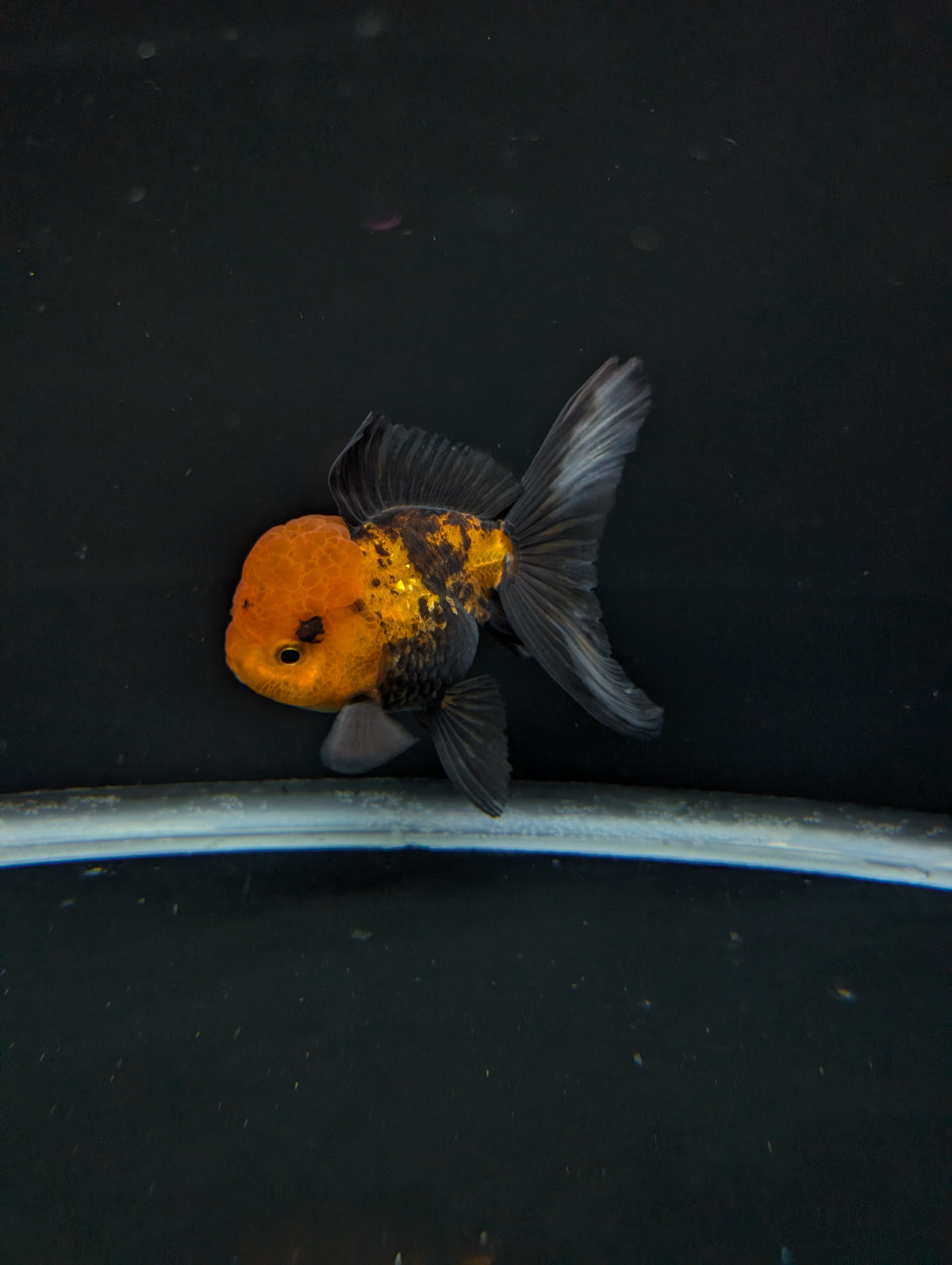 Thai Oranda Tricolor 4"-4.5"in.  ID#1023T1A-027