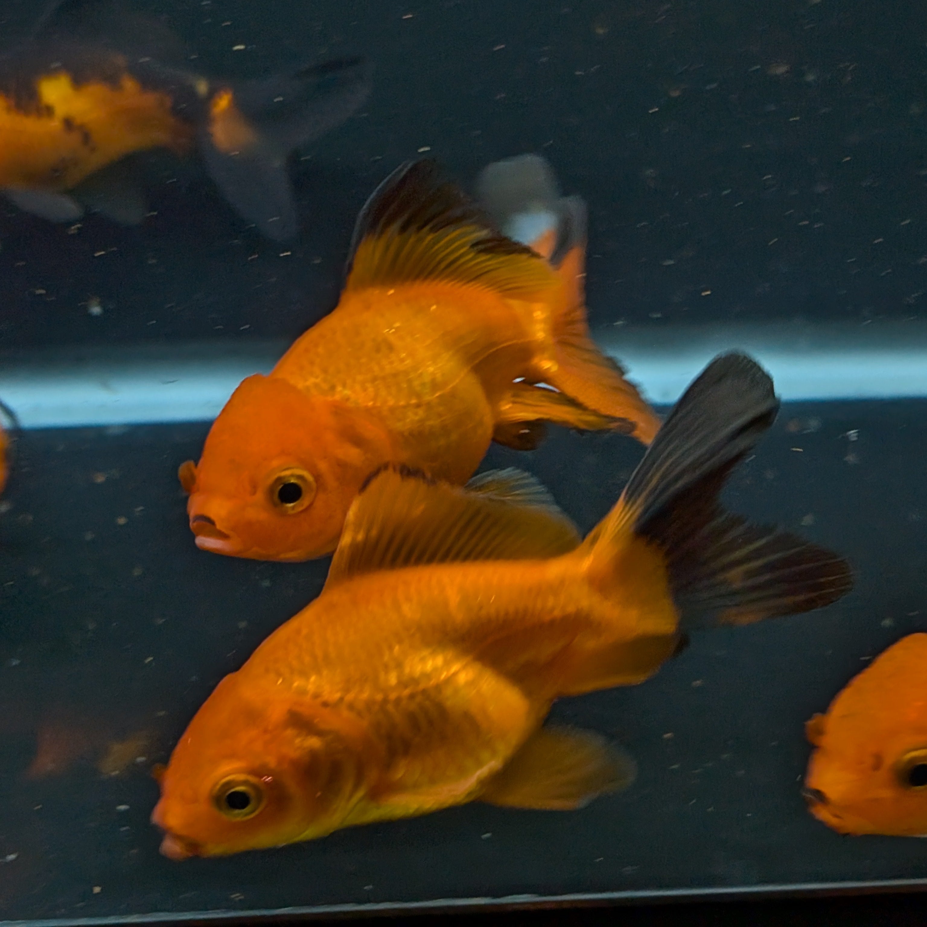 Oranda Red Black *Assorted 2.5"-3" in.