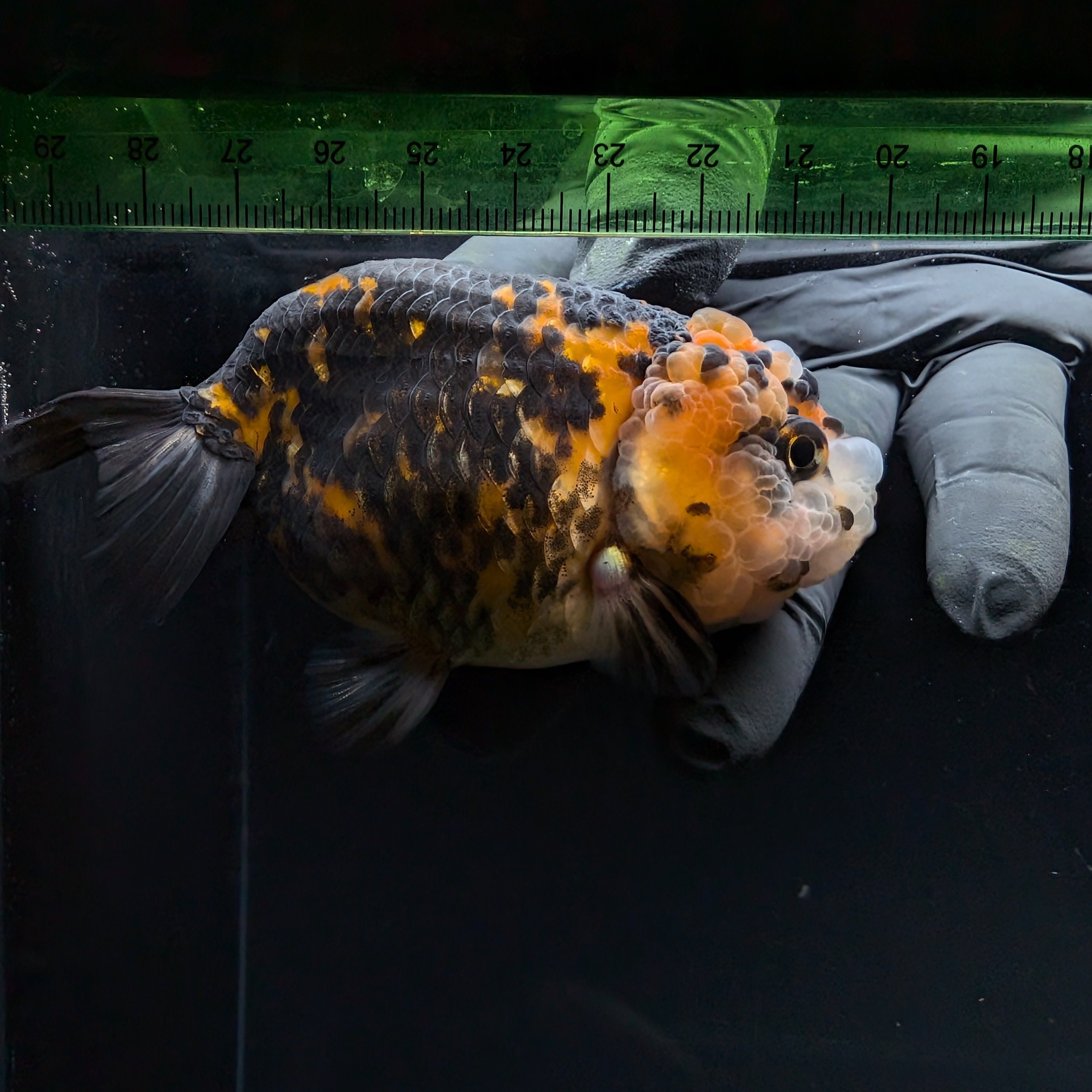 Jumbo Ranchu Calico 3.5"- 4" in. ID#710R8A-023