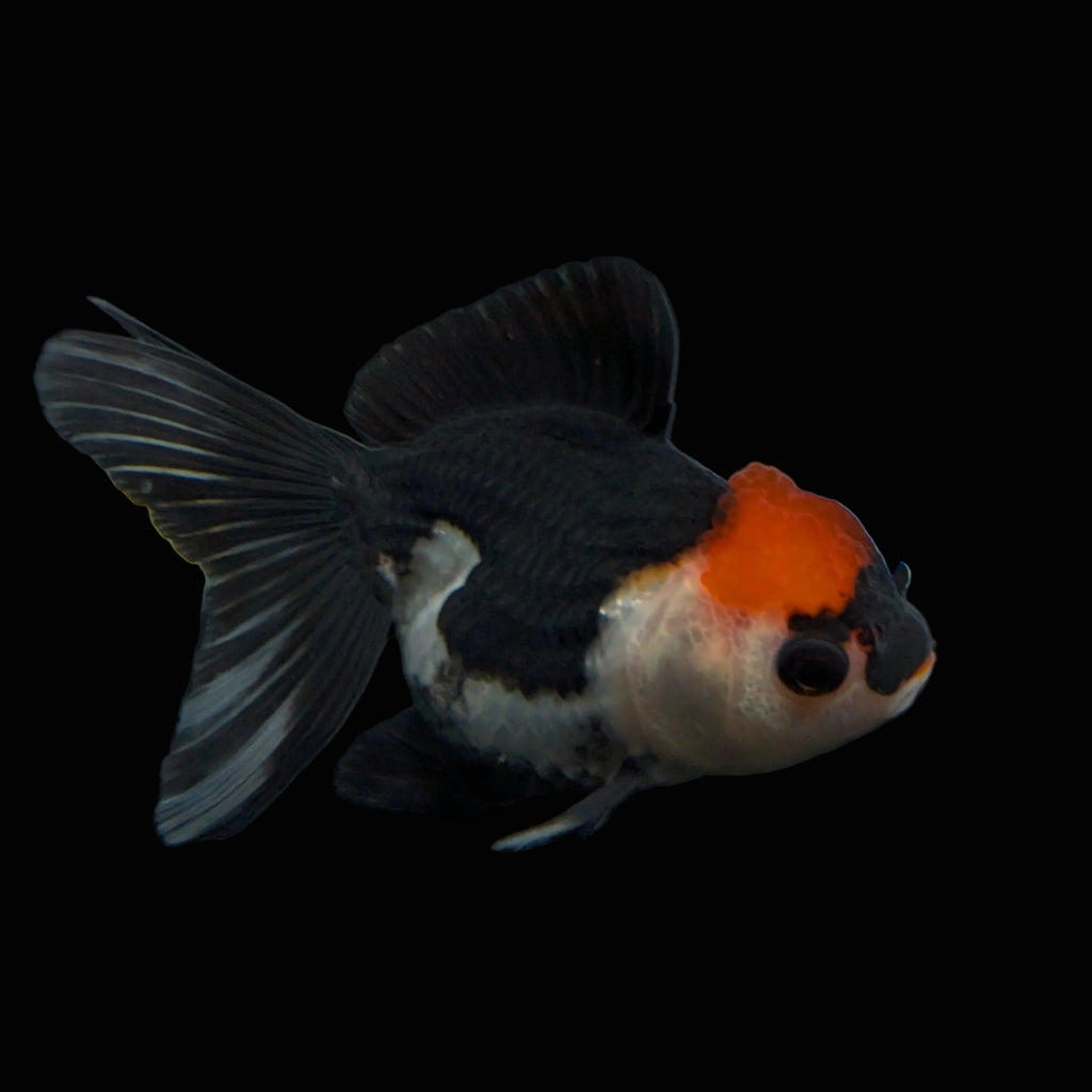 Juvenile Oranda Tricolor 3.5"-4" in.  ID#403T8A-012