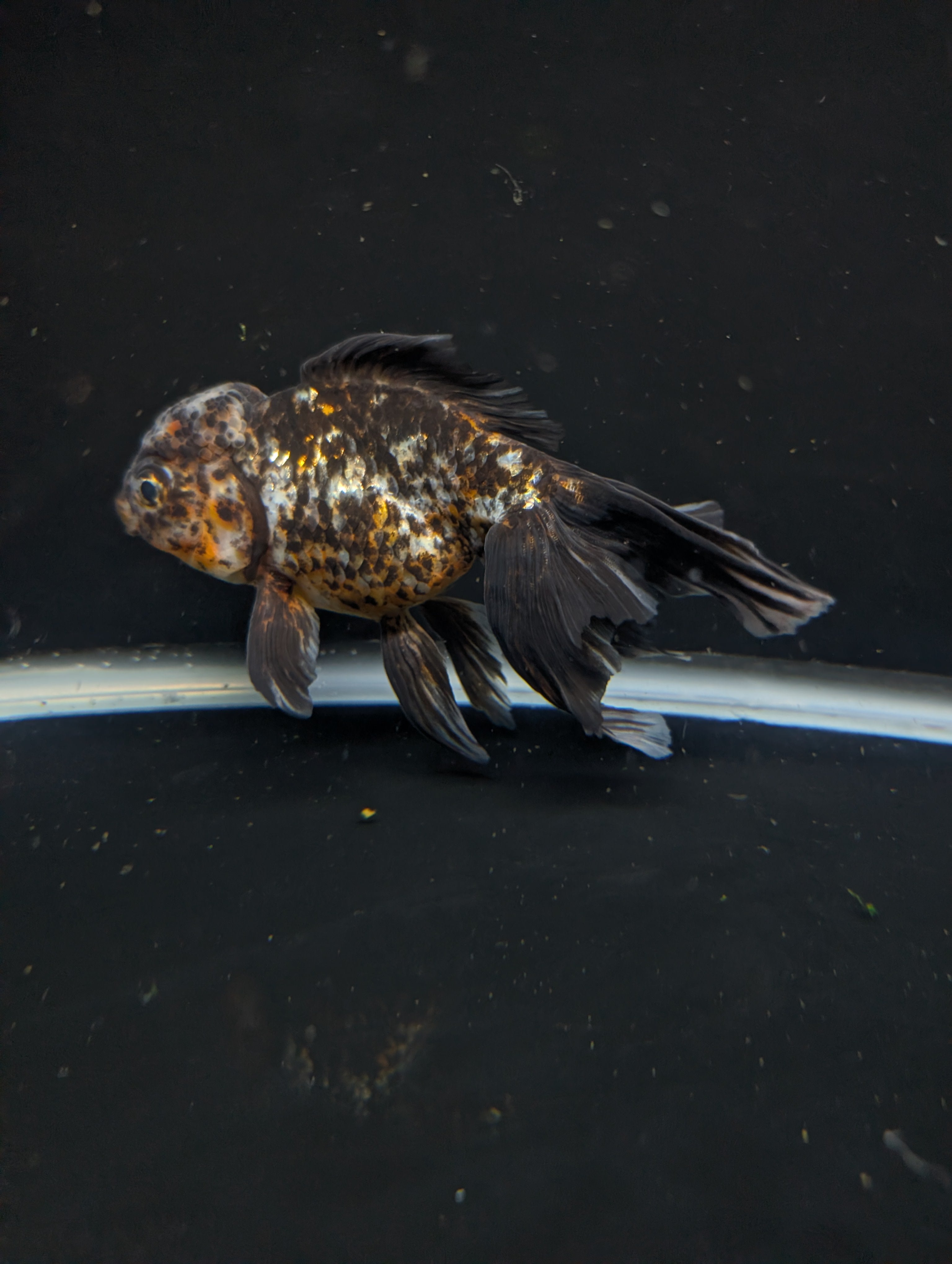 Calico Oranda 5.5"- 6"in. ID#821LB2A-64