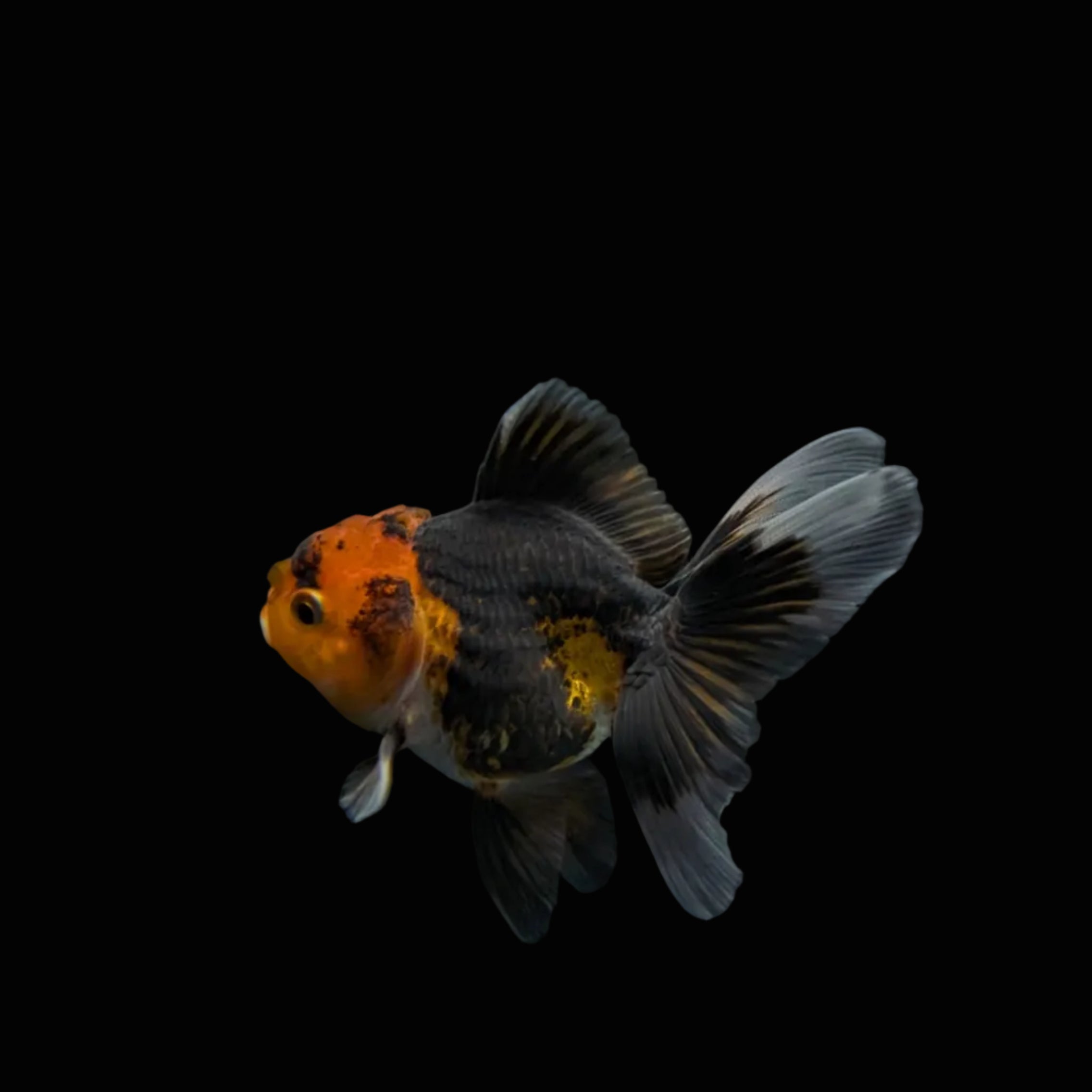 Juvenile Oranda Tricolor 3.5"-4" in.  ID#320T13b-008