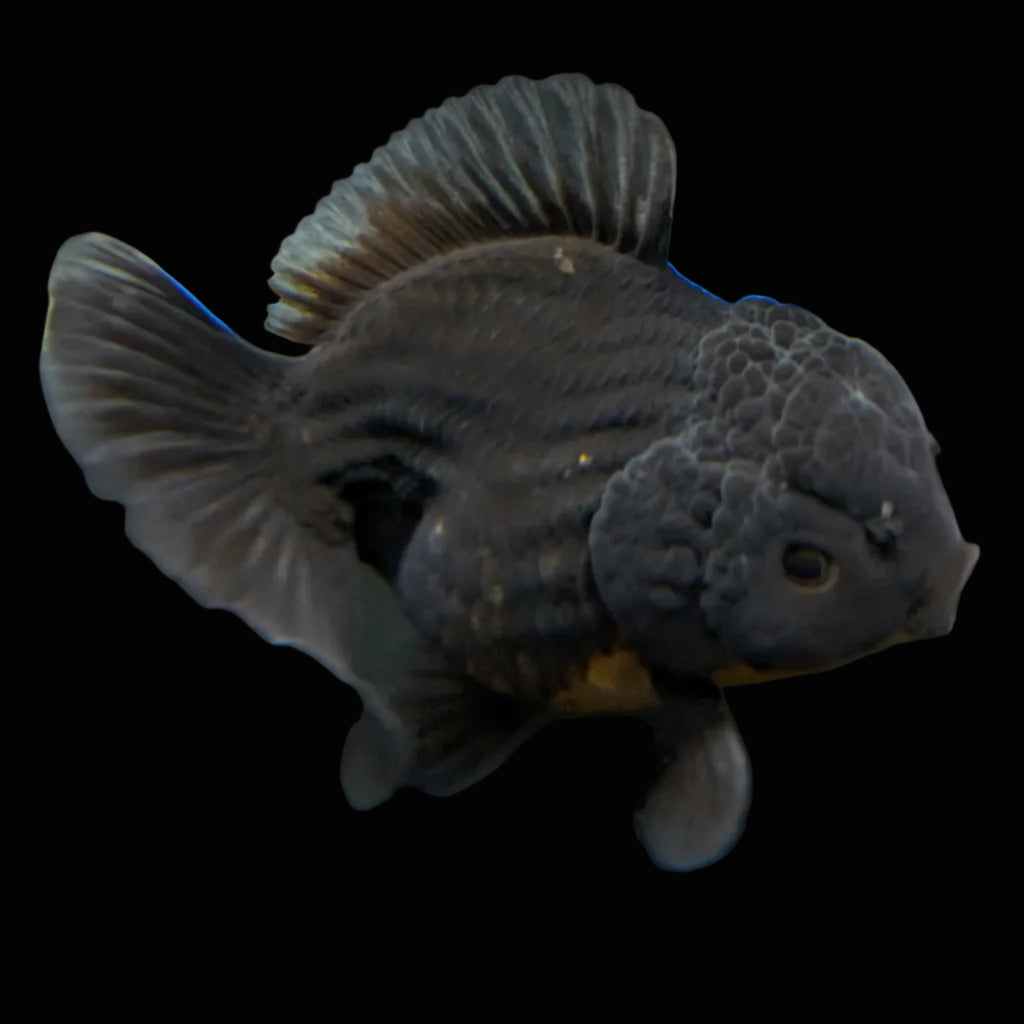 Thai Oranda Shogun Calico 4" in. ID#703SG7A-007