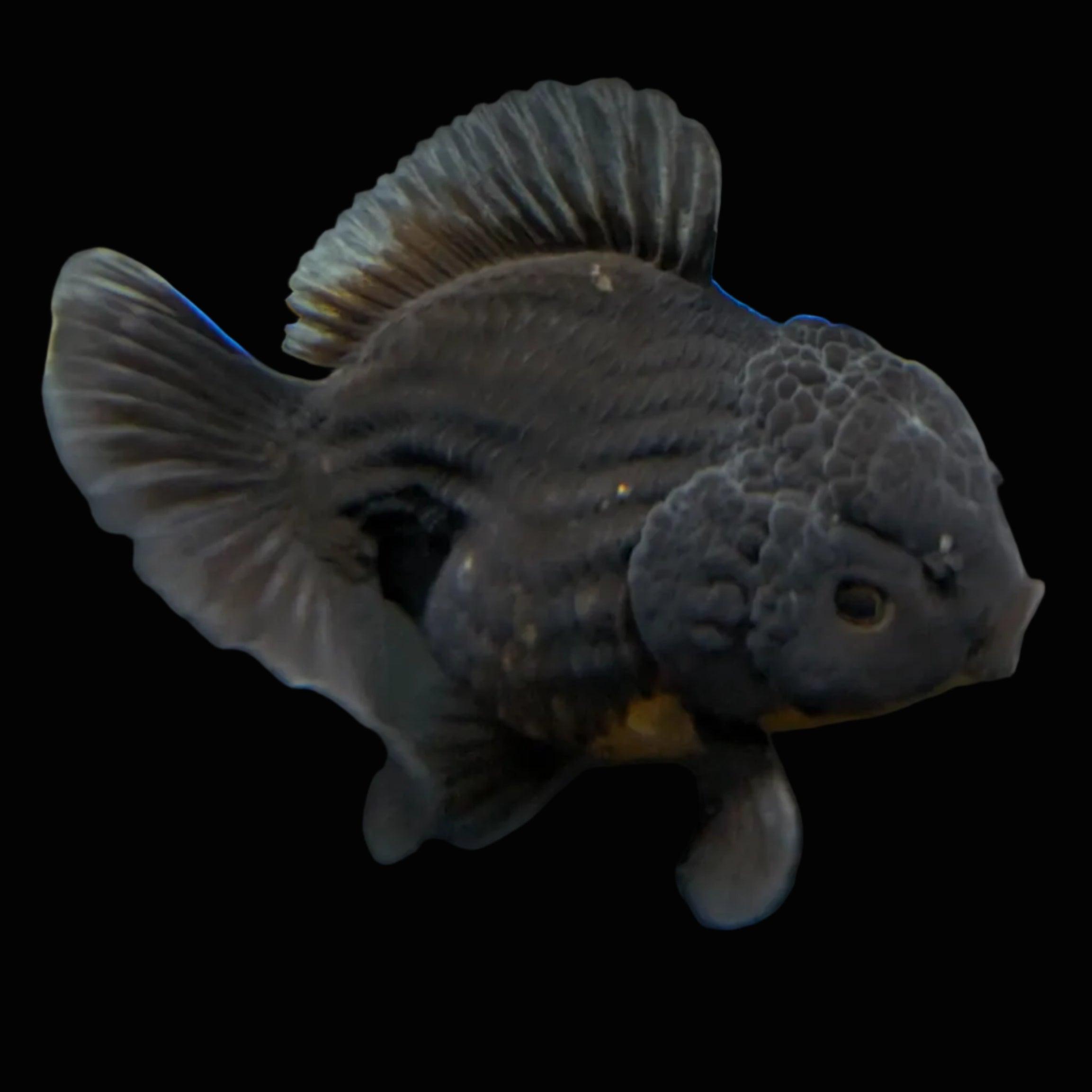 Thai Oranda Shogun Calico 4" in. ID#703SG7A-007