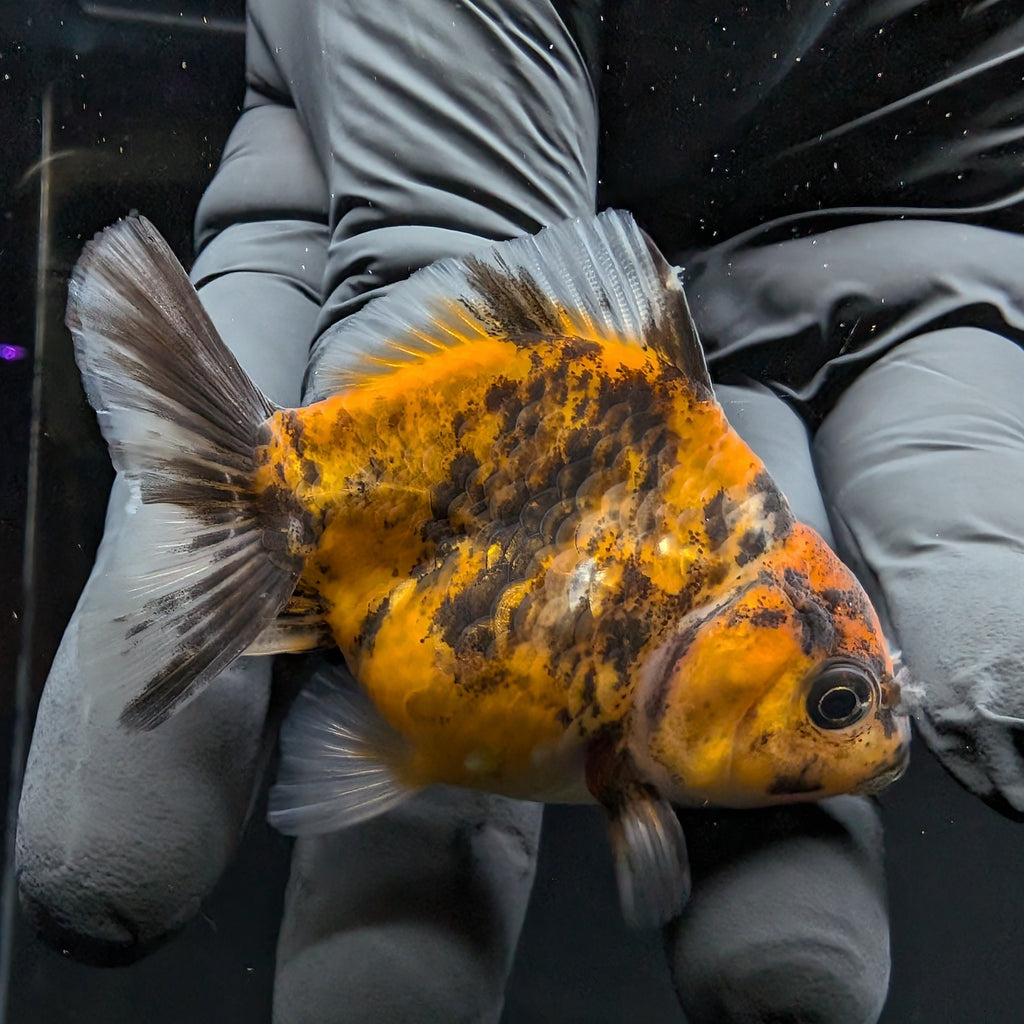 Baby Thai Shogun Oranda Tiger Calico 2"-2.5" in. ID#1016BSG11A-003