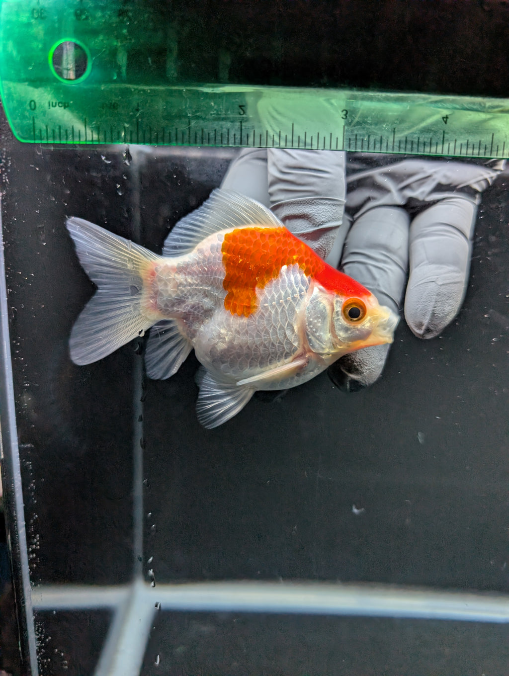 Tamasaba Red White 3"-3.5" in. ID#1009TM1B-007