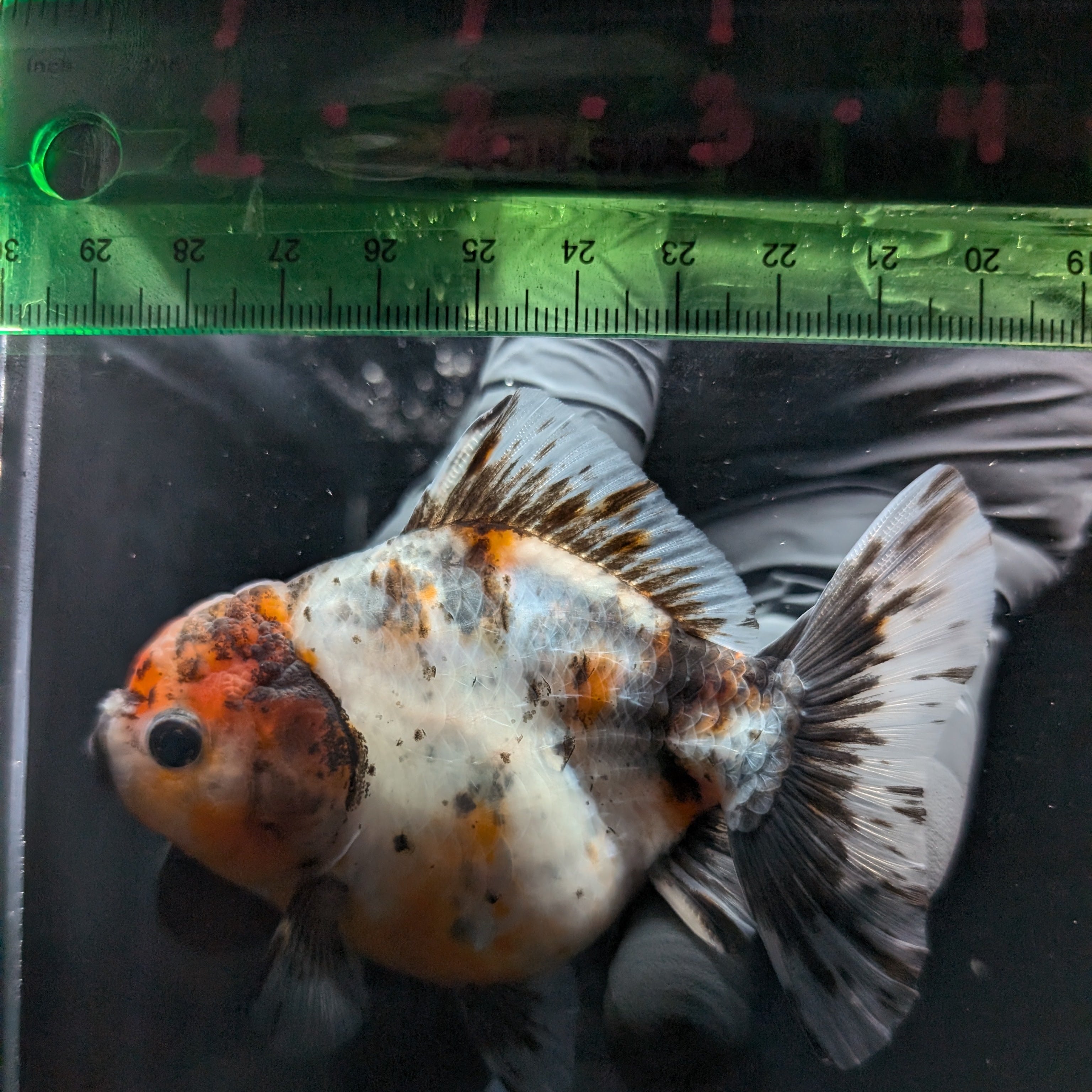 Thai Oranda Shogun Calico 4" in. ID#626SG7A-005