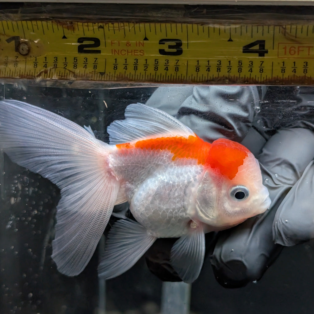 Juvenile Oranda Tricolor 3.5"-4" in.  ID#417T7A-001