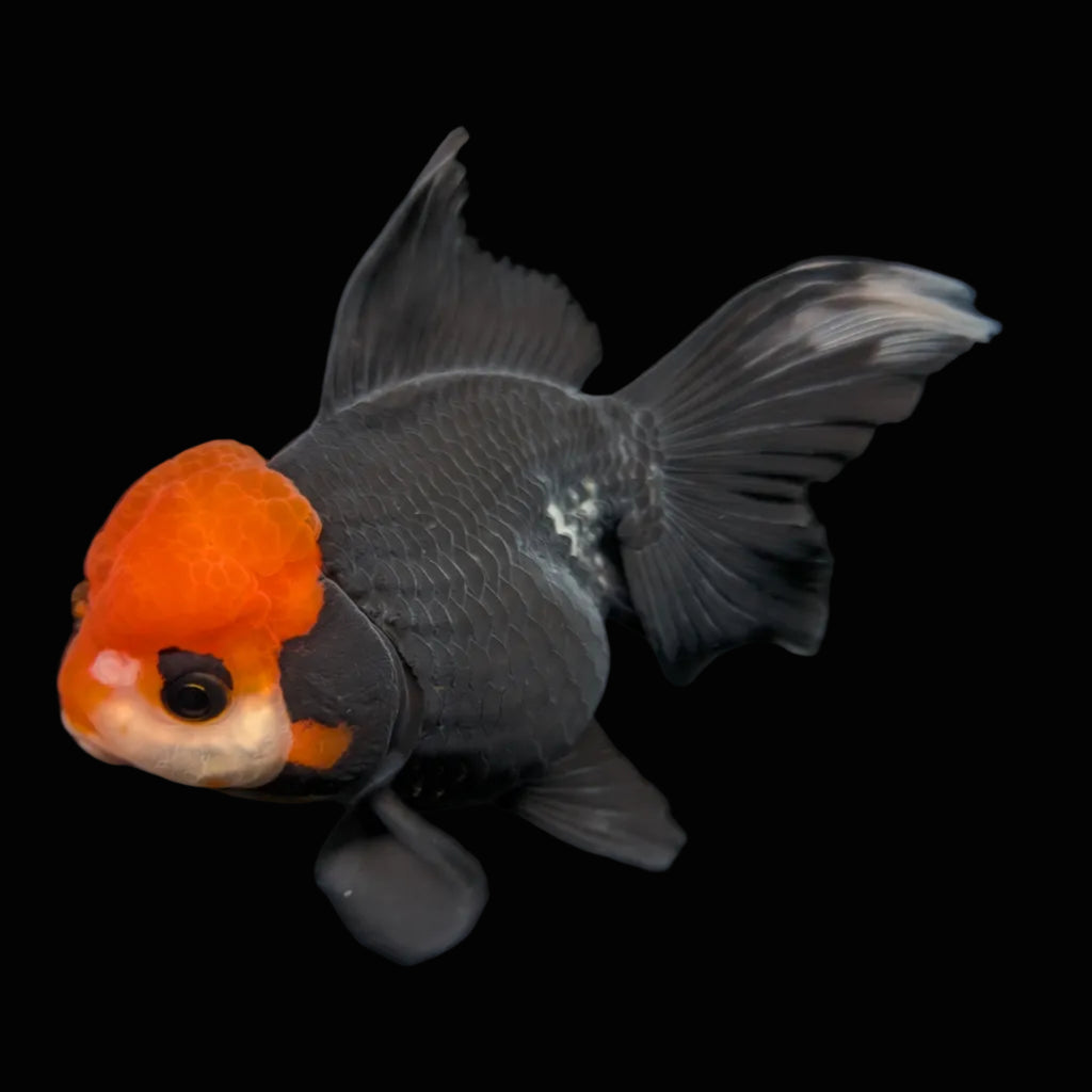Thai Oranda Tricolor  4.5"-5"  ID#718T5B-004