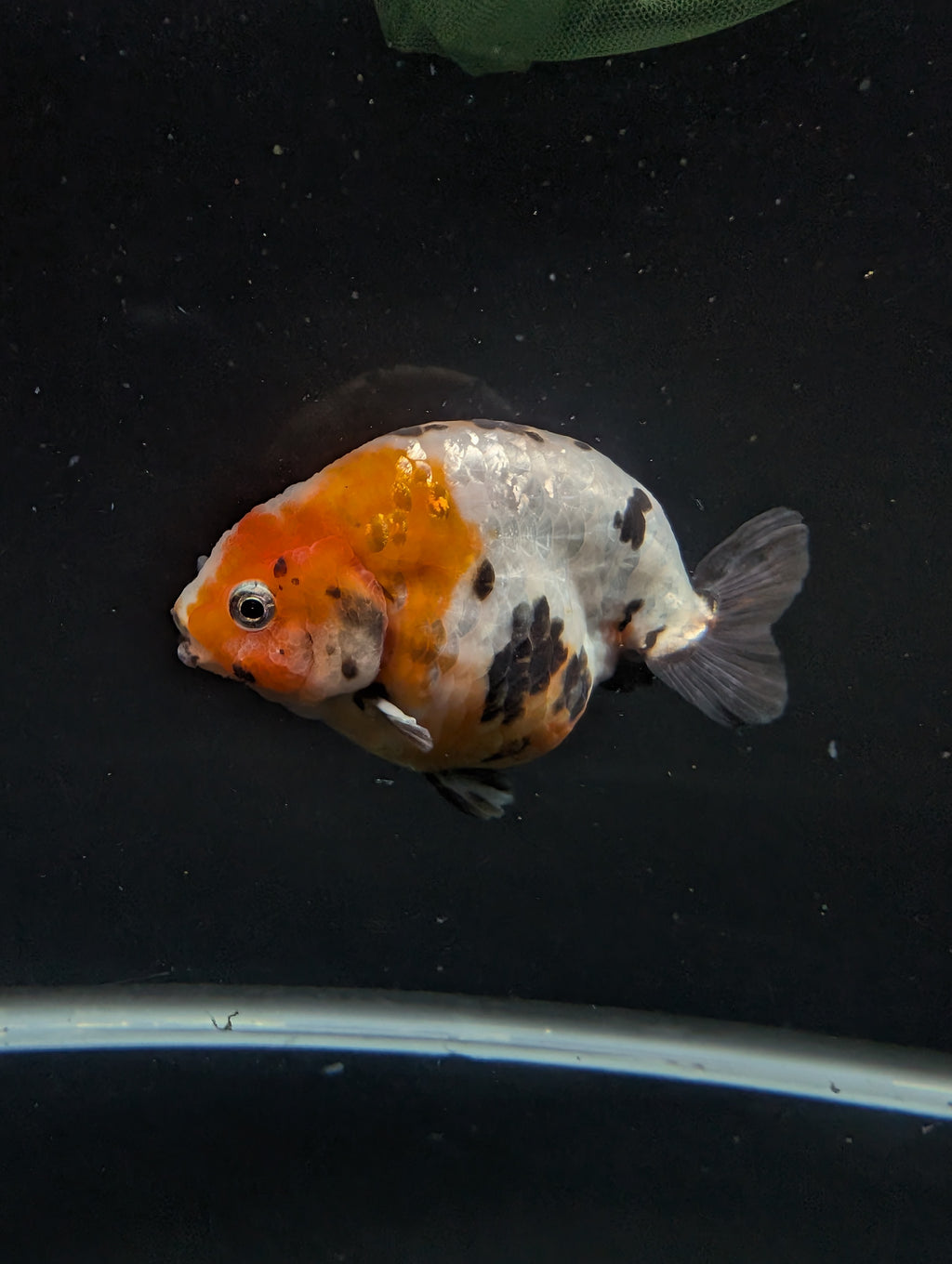 Jumbo Ranchu Milk Cow Calico 4"-4.5" in. ID#904R8A-004