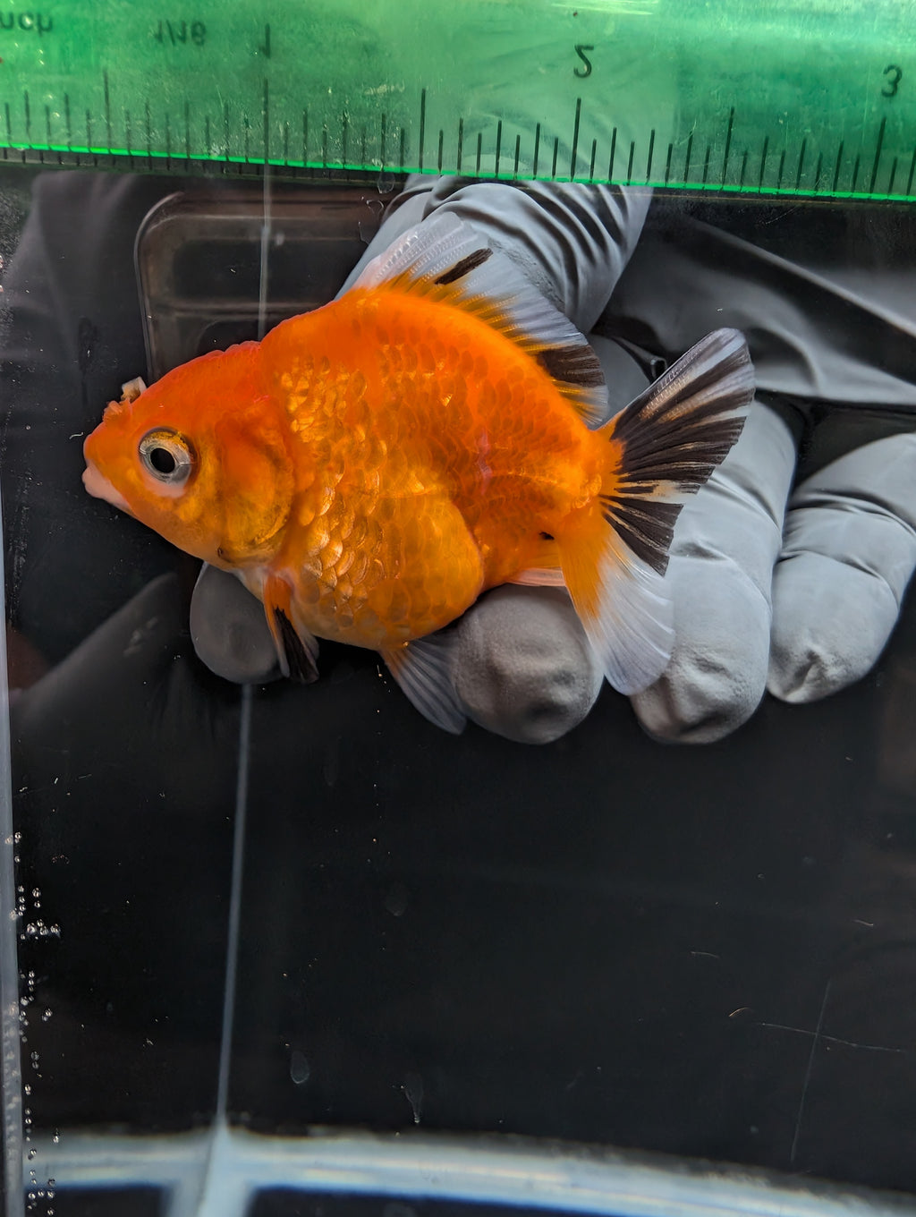 Baby Thai Shogun Oranda Tricolor 2"-2.5" in. ID#1023BSG11A-029